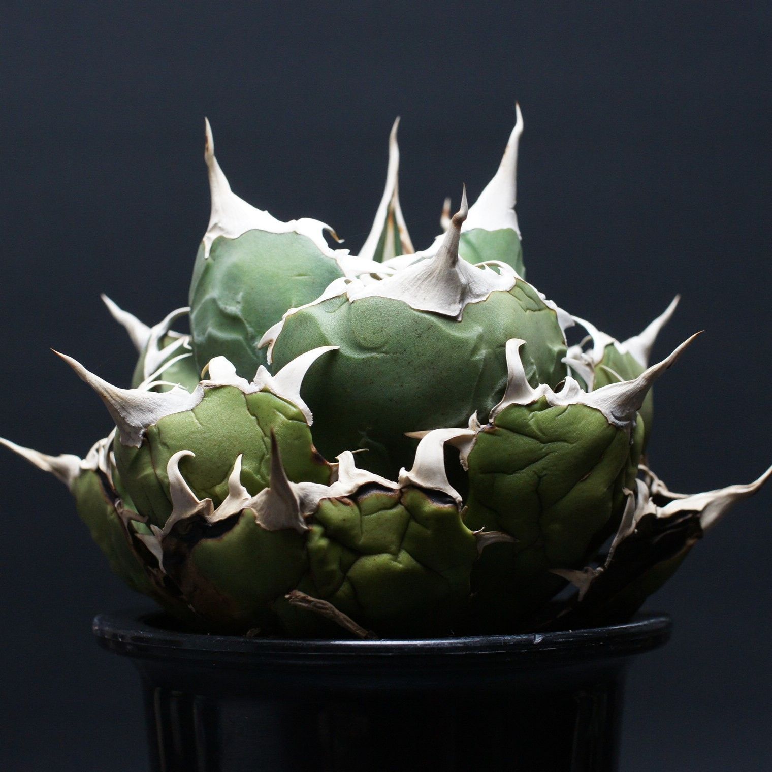 アガベ チタノタ 白鯨 Agave titanota 管理2487