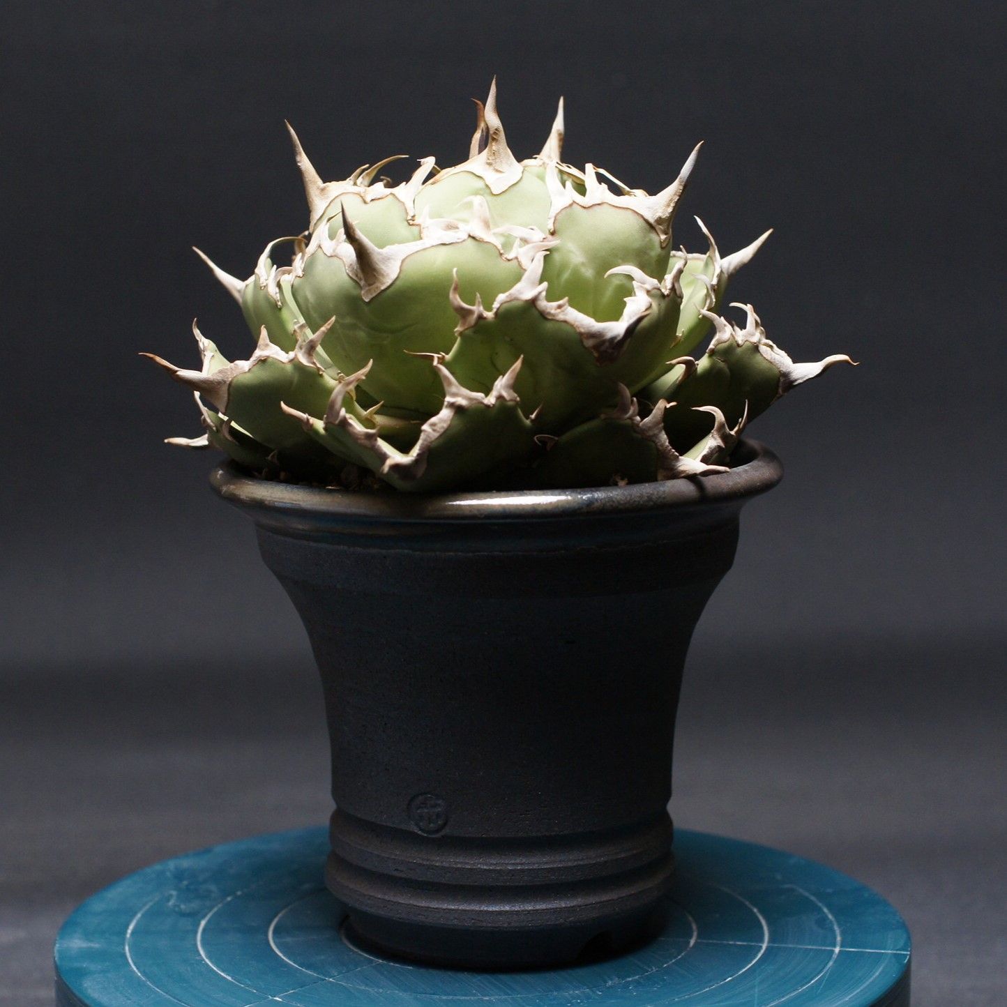 アガベ チタノタ 【コンパクタGG】 