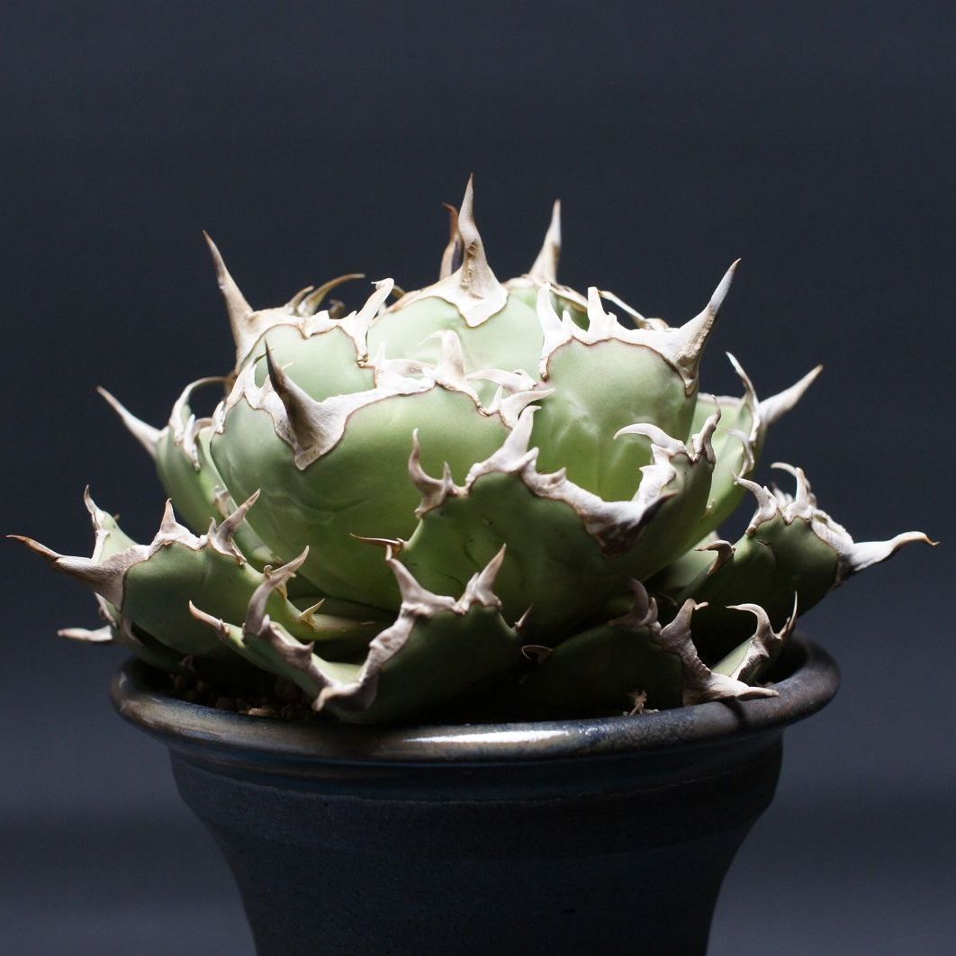 アガベ チタノタ 【コンパクタGG】 