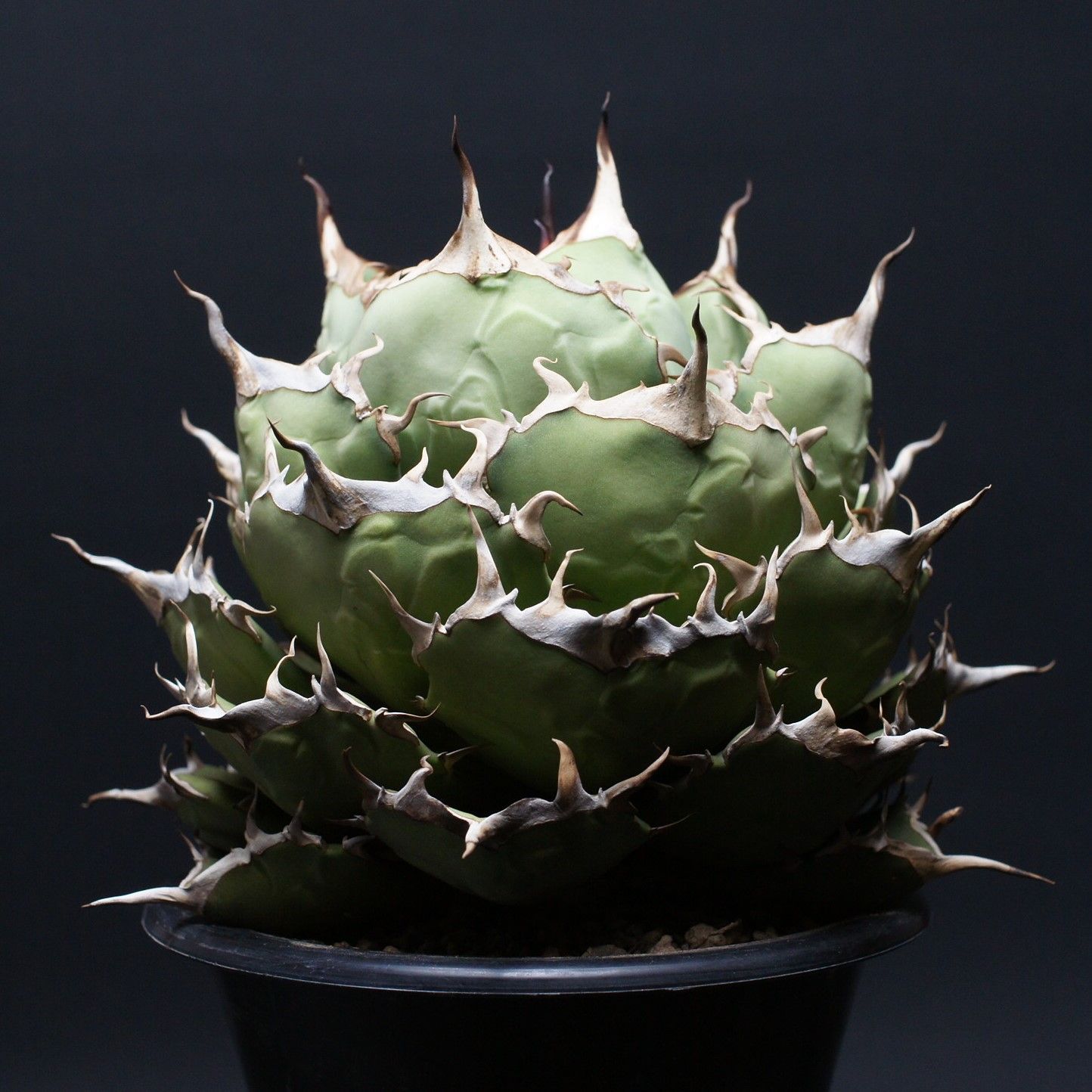 アガベ チタノタ【ペルシアンドワーフ】 アガベ チタノタ【ペルシアンドワーフ】