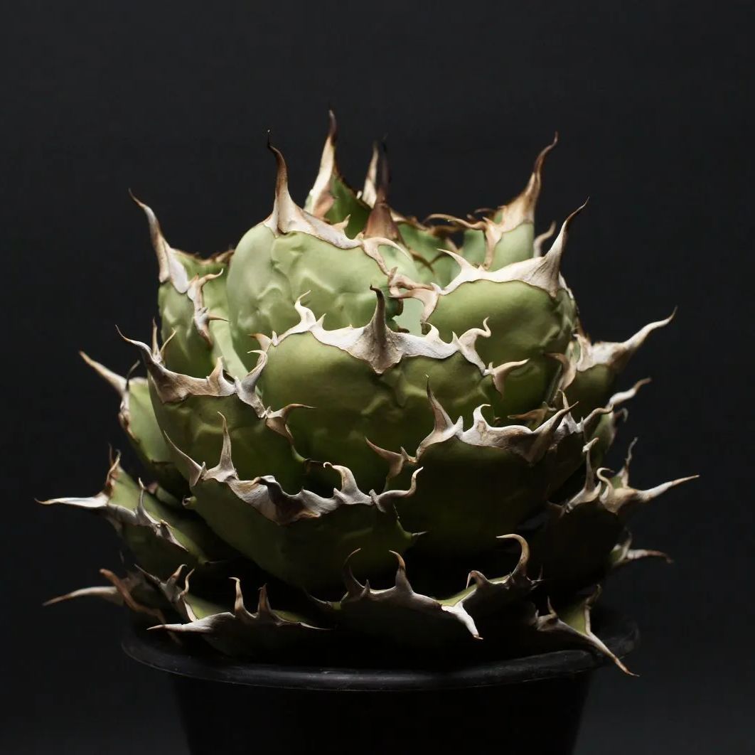 アガベ チタノタ【ペルシアンドワーフ】 