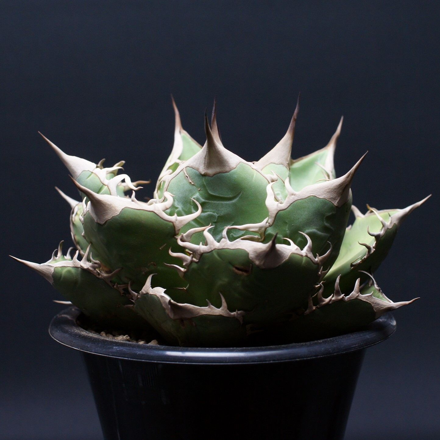 アガベ オテロイ Agave oteroi 管理2491