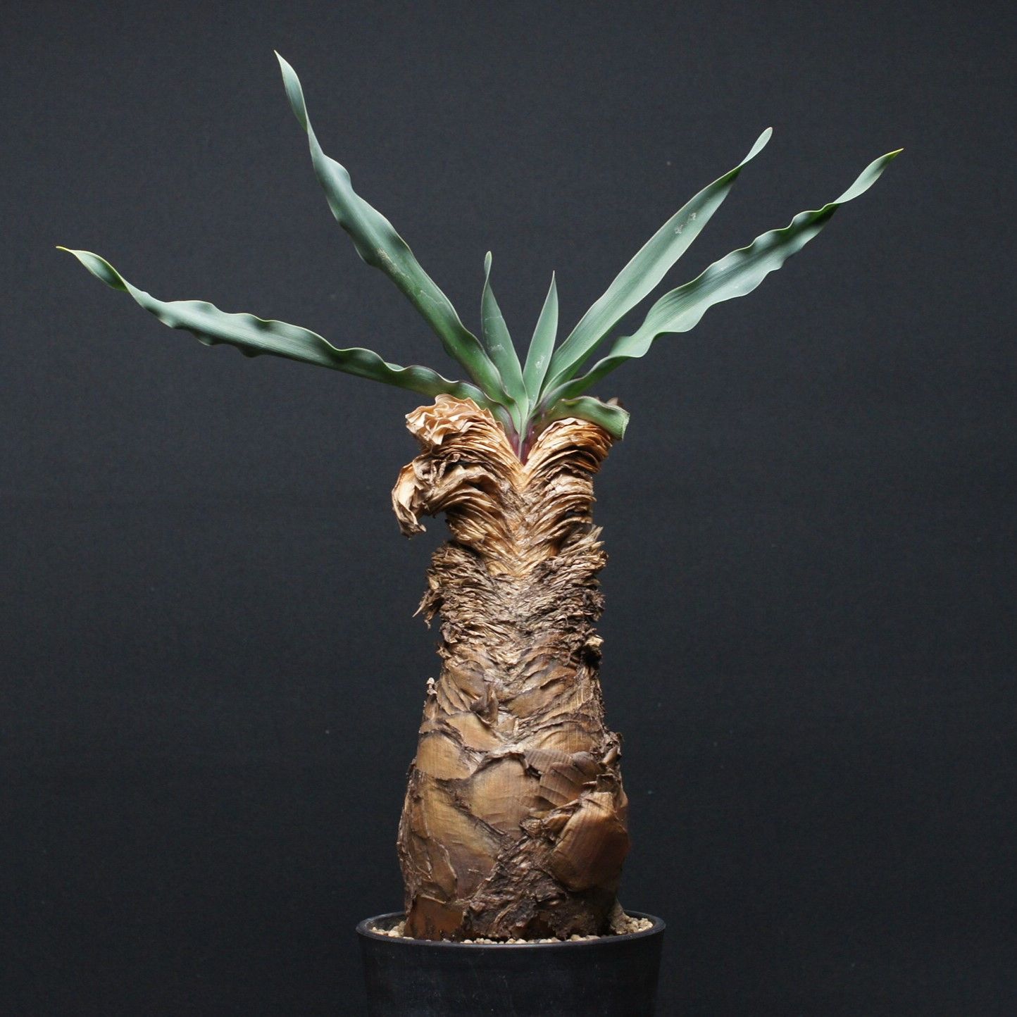 ブーファン ディスティチャ Boophane disticha 管理2492