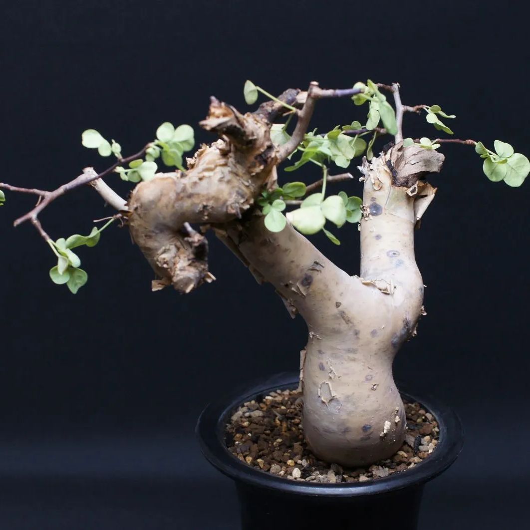 コミフォラ カタフ 