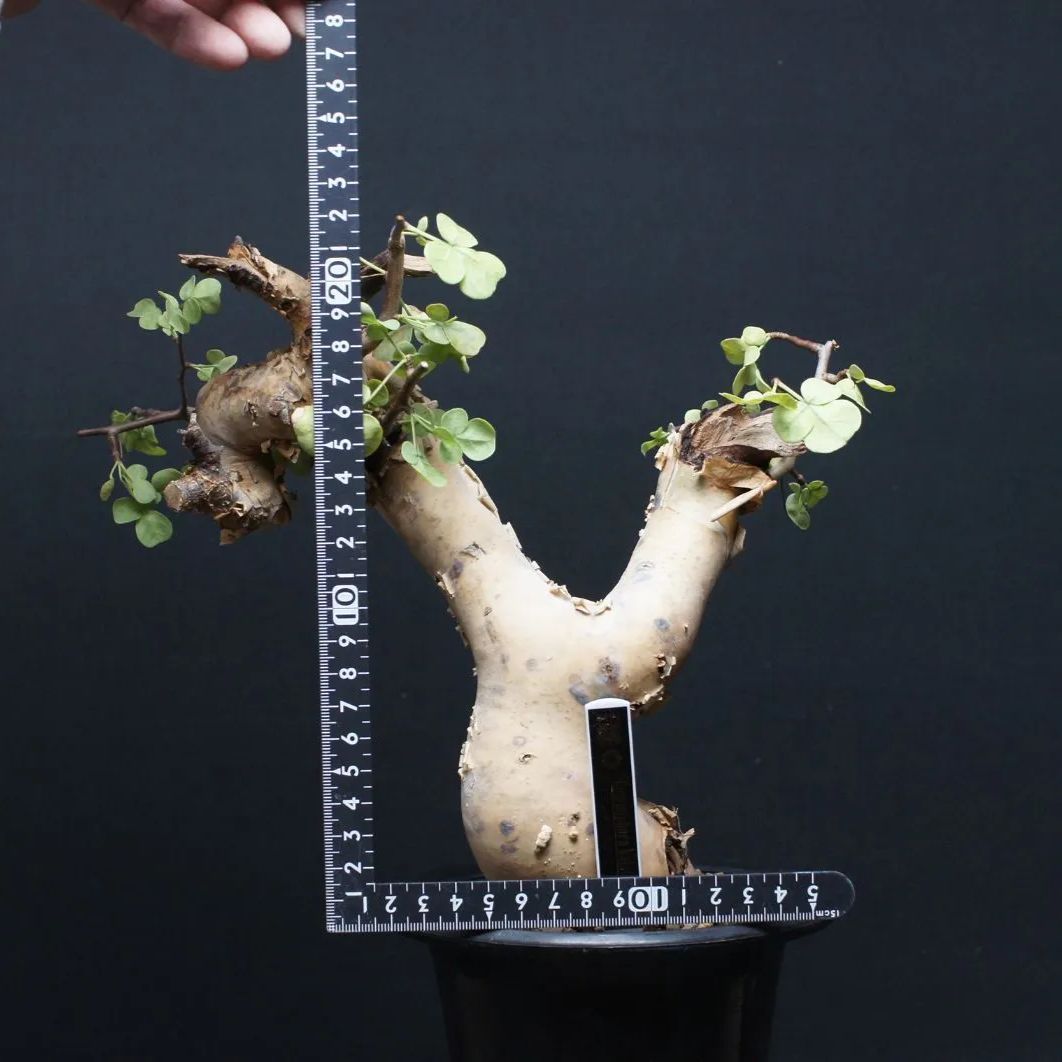 コミフォラ カタフ 