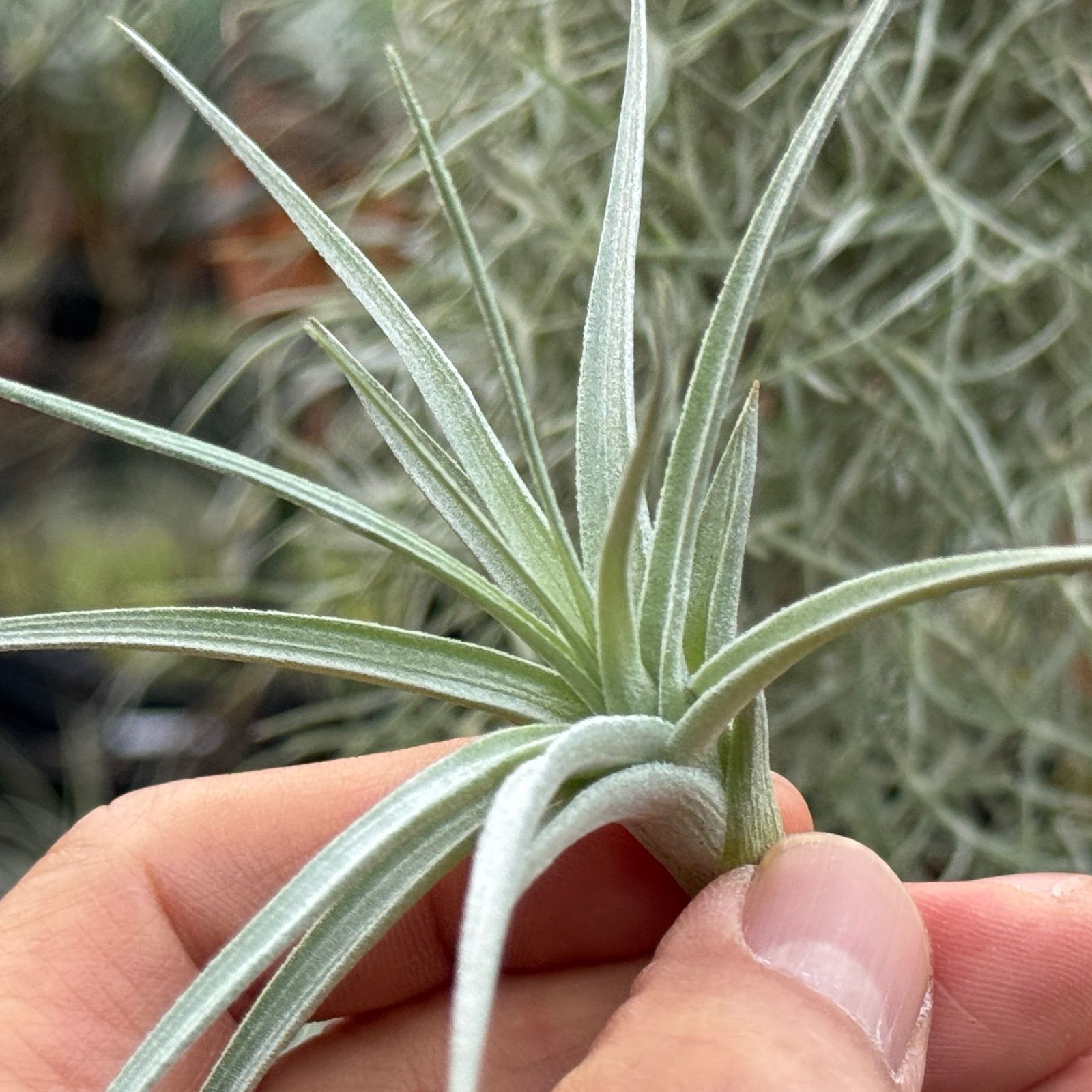 チランジア パチャラロージーチャーム 現品＊ チランジア ロージー ダイヤモンド Tillandsia Rosy Diamond