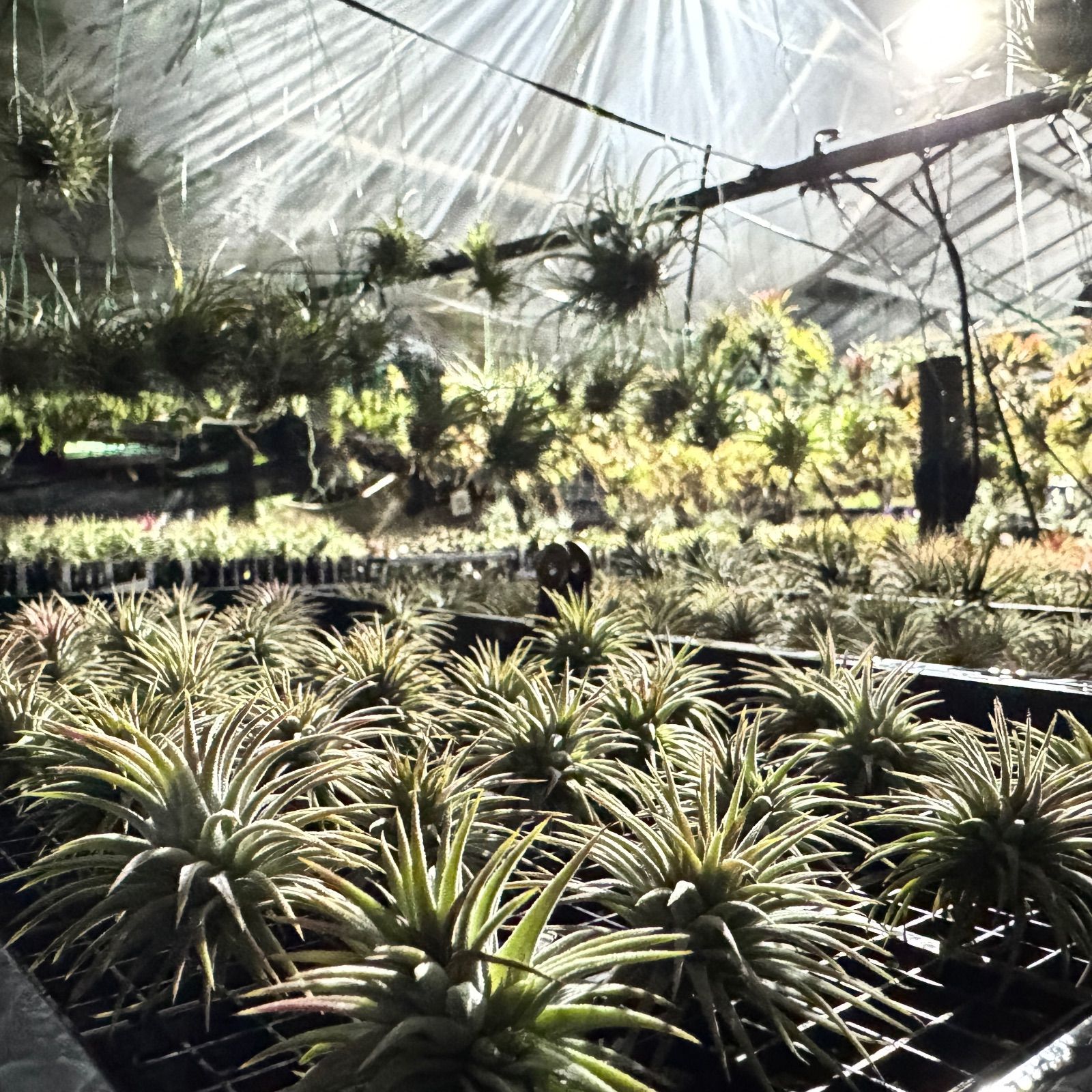 現品＊ チランジア ロージー ダイヤモンド Tillandsia Rosy Diamond