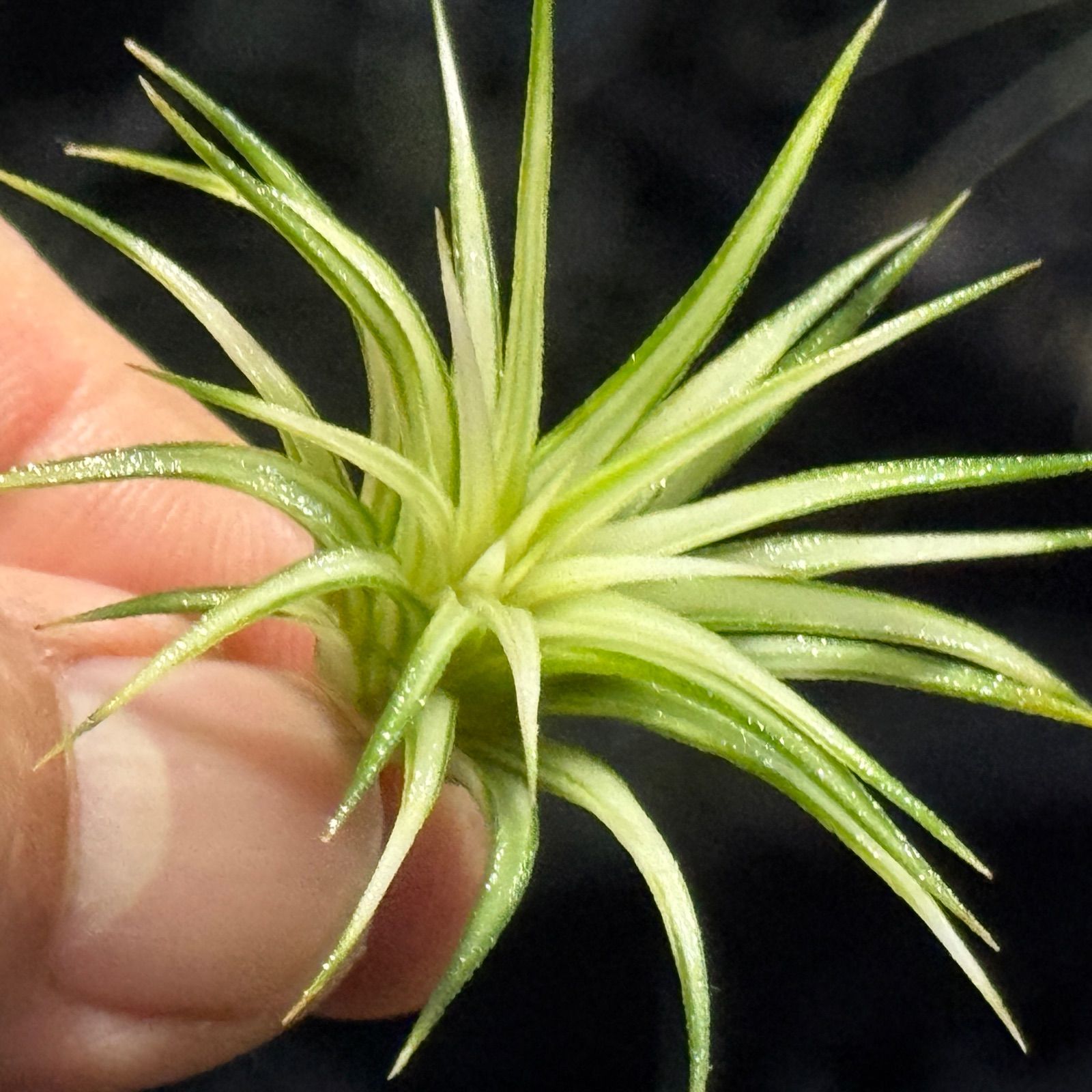 現品＊ 中心葉かなりホワイティ＊ ホワイト率多め ＊ チランジア イオナンタ アルボマルギナータ アルボマージナータ Tillandsia ionantha Albomarginata＊エアプランツ フラワーショップ江口