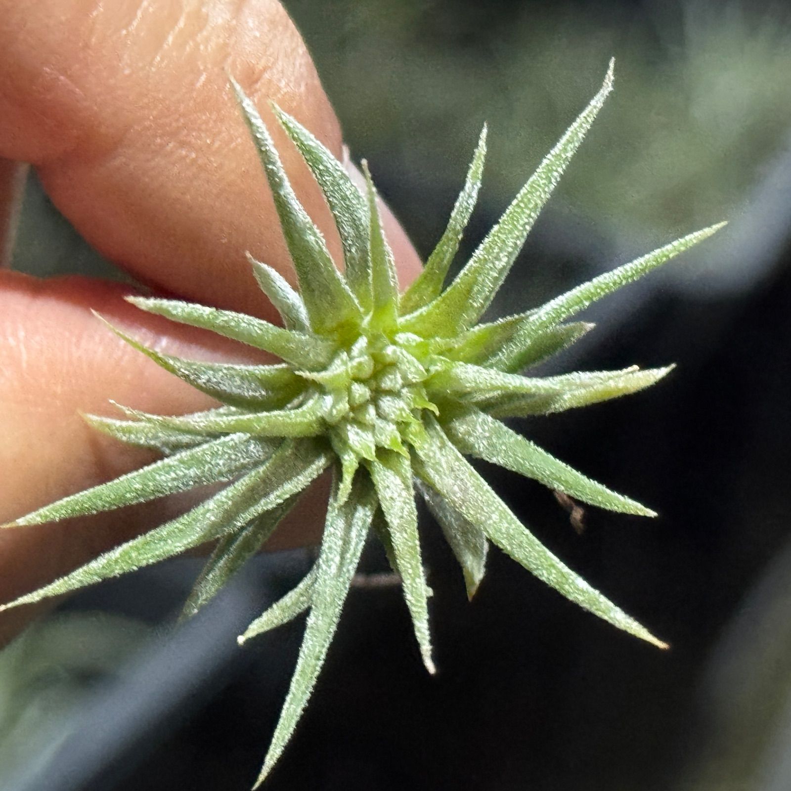 チランジア イオナンタ モンストローズ （コンク付のまま） チランジア イオナンタ モンストローズ （コンク付のまま） チランジア