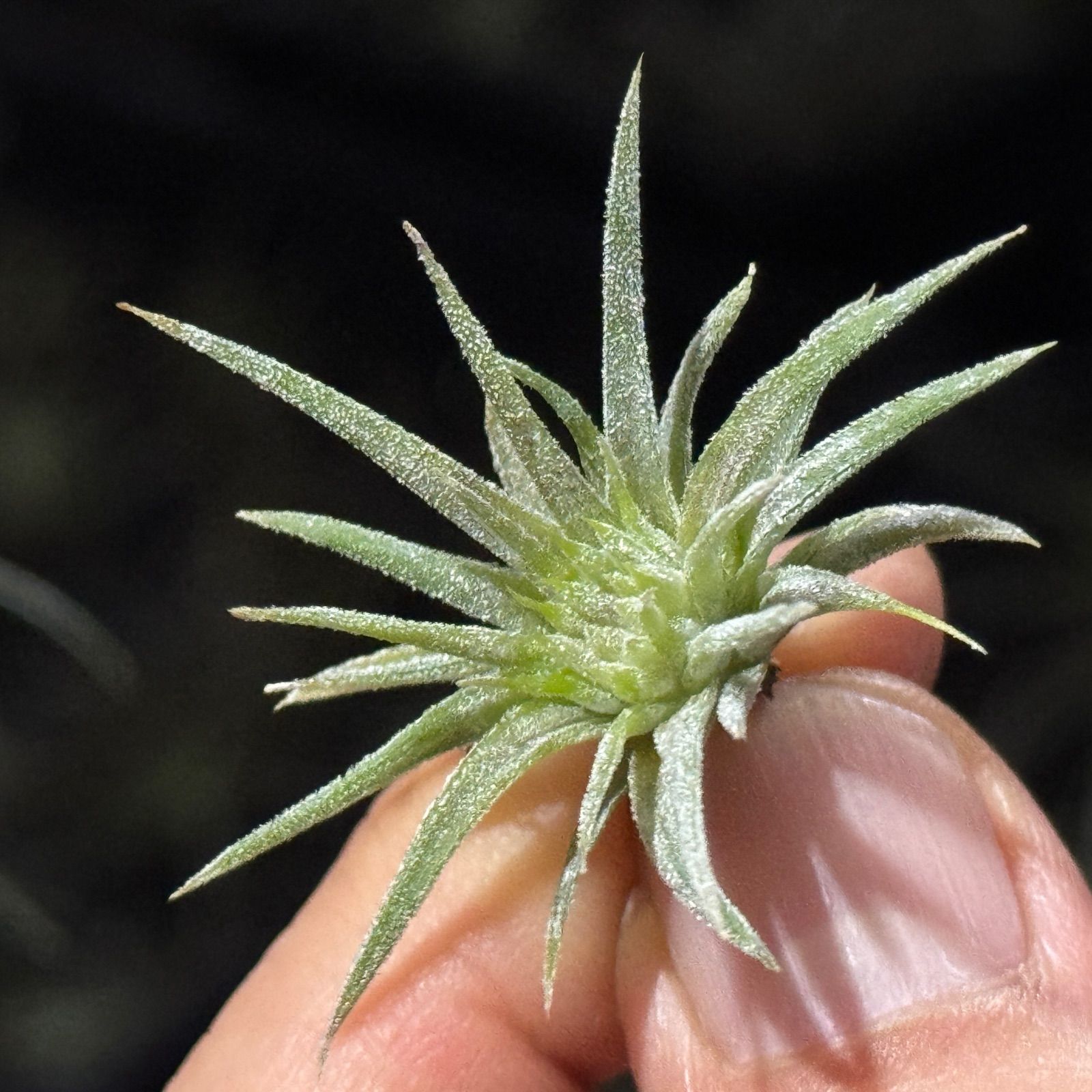 現品＊ チランジア イオナンタ モンストローズ (モンストローサ