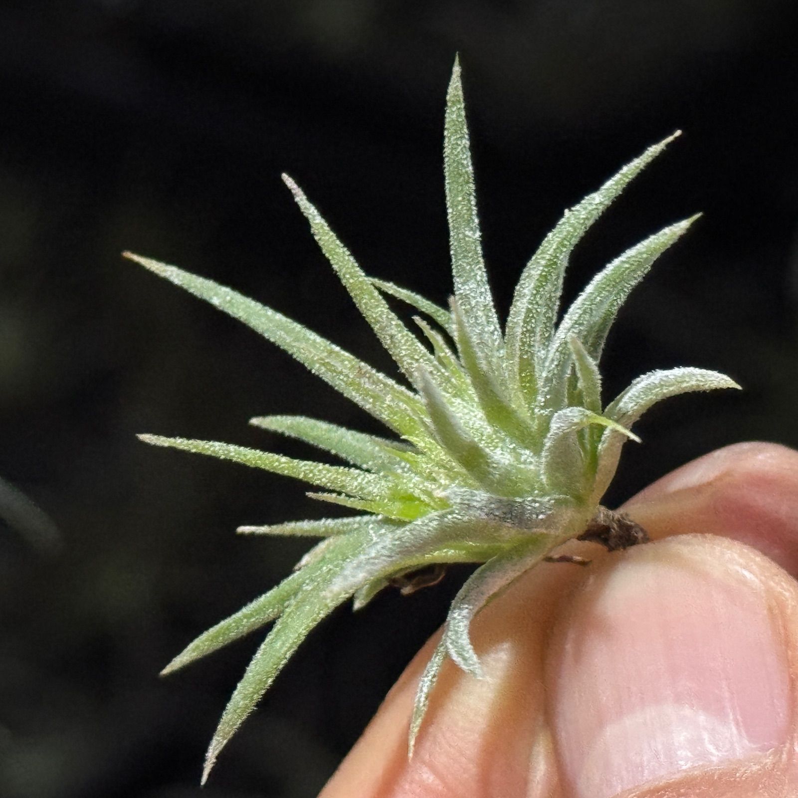 現品＊ チランジア イオナンタ モンストローズ (モンストローサ