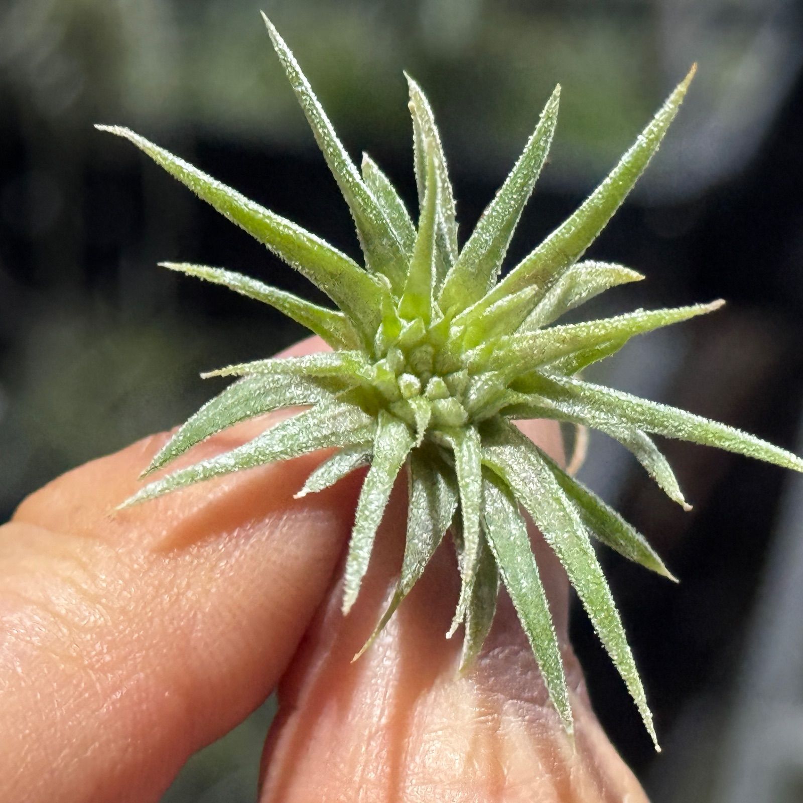 現品＊ チランジア イオナンタ モンストローズ (モンストローサ