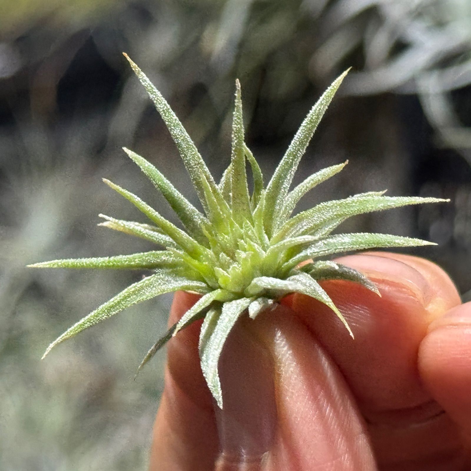 現品＊ チランジア イオナンタ モンストローズ (モンストローサ