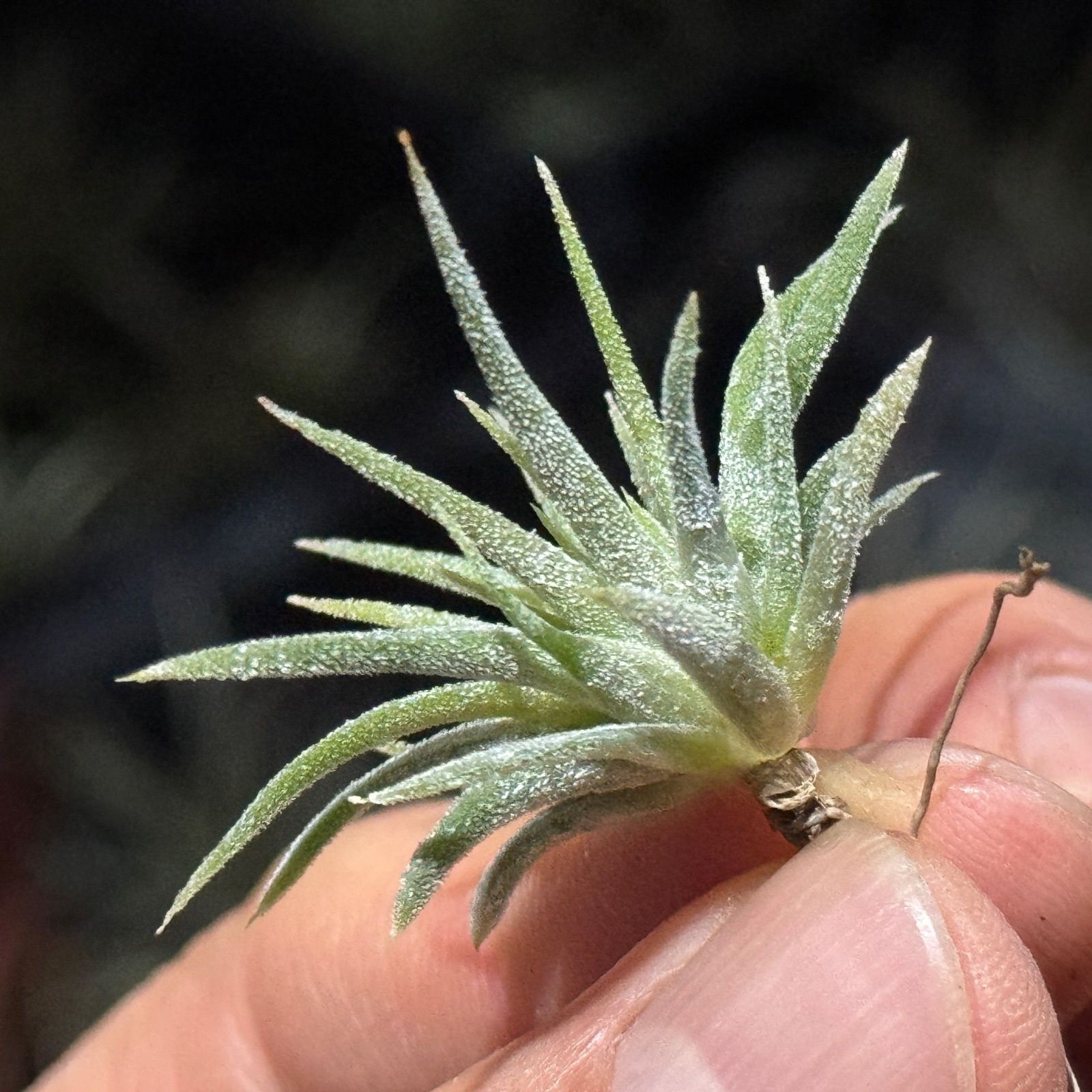 現品＊ チランジア イオナンタ モンストローズ (モンストローサ