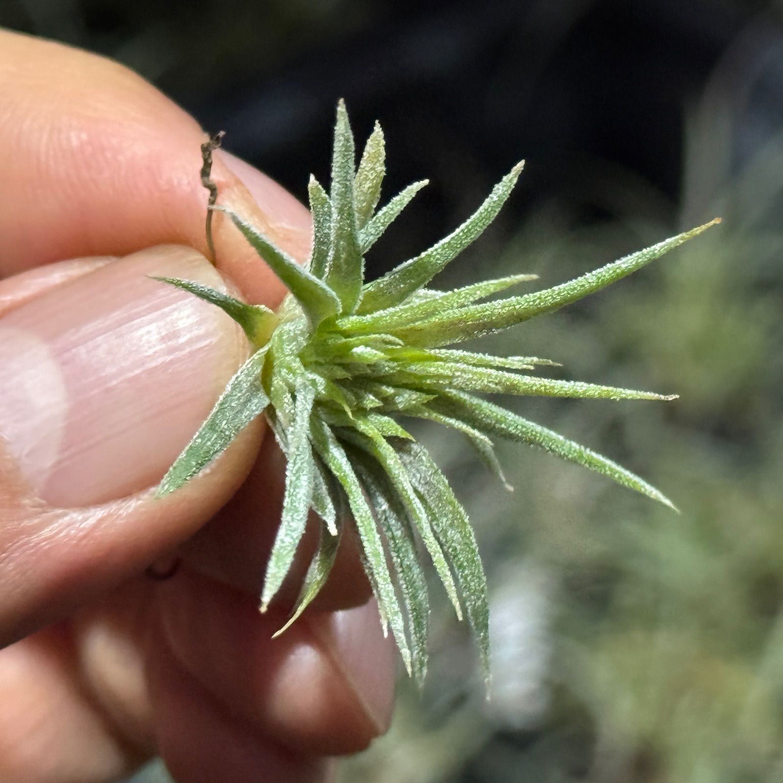 現品＊ チランジア イオナンタ モンストローズ (モンストローサ