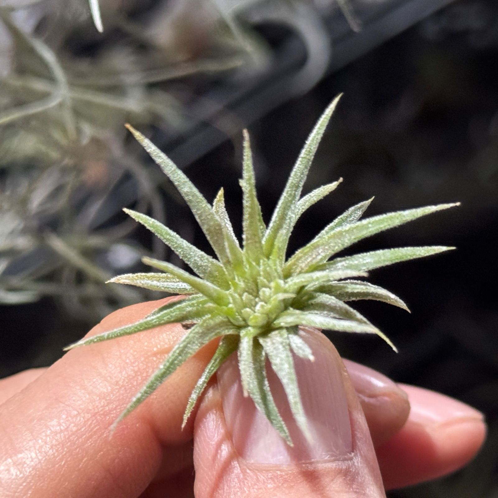 現品＊ チランジア イオナンタ モンストローズ (モンストローサ