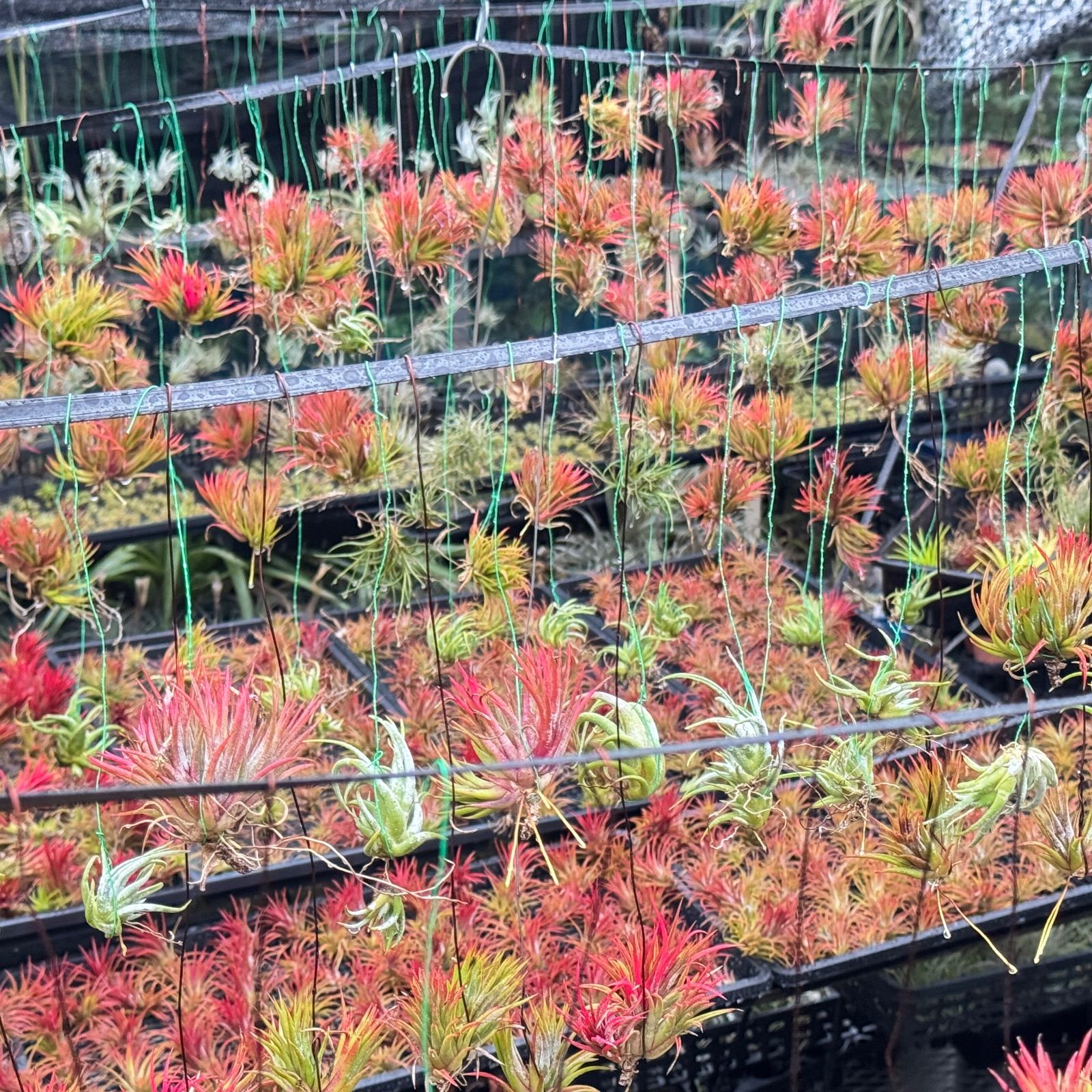 チランジア イオナンタ モンストローズ （コンク付のまま） チランジア イオナンタ モンストローズ （コンク付のまま） チランジア