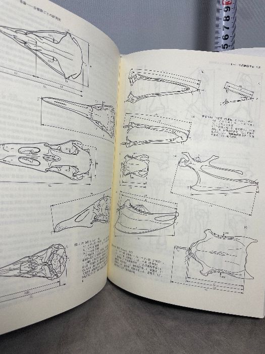 化石の研究法 採集から最新の解析法まで