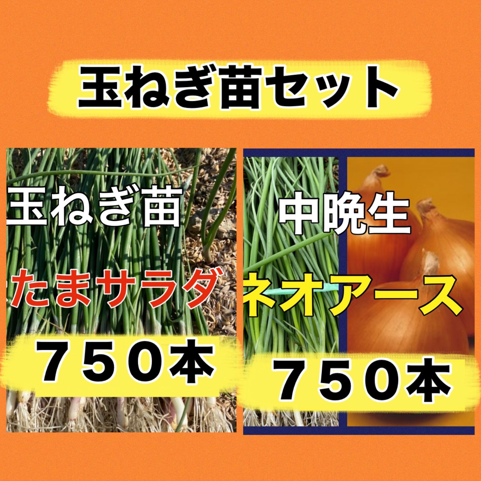 玉ねぎ苗セット‼️赤たまねぎ苗750本➕ネオアース750本‼️玉ねぎ