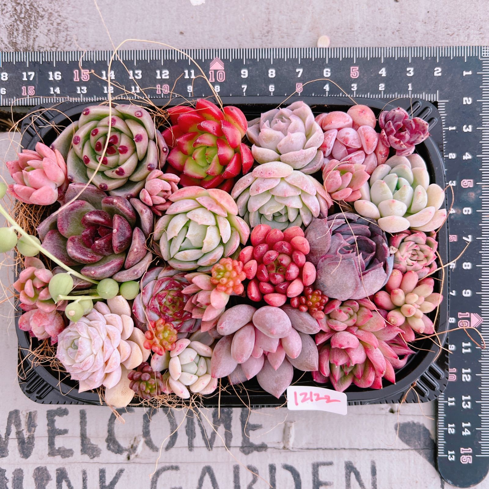 多肉寄せ植え2点セット 多肉植物 寄せ植えset♡12122※おまけも付けたいです♪♪ - メルカリ