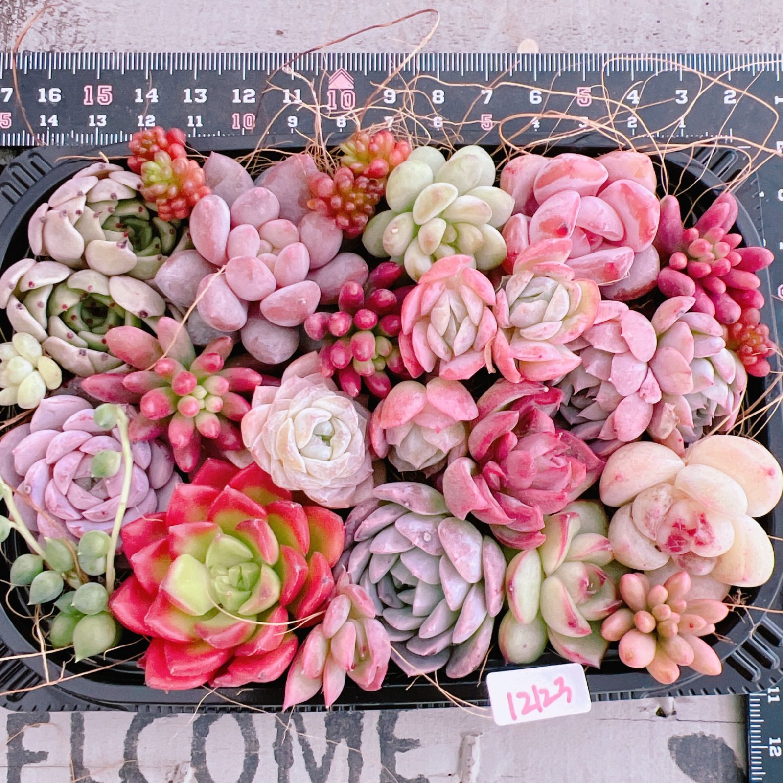多肉植物 寄せ植えset♡12123 - メルカリ