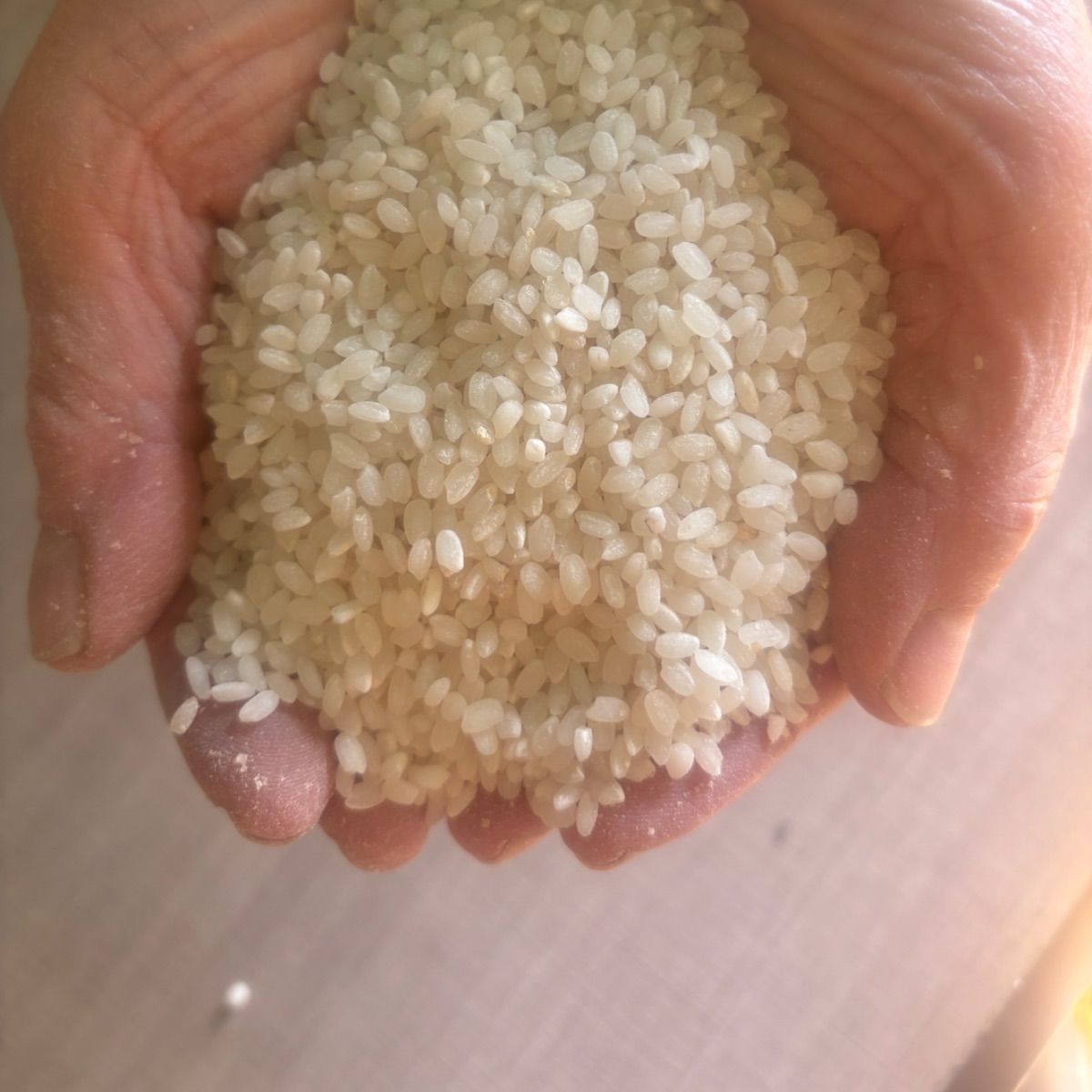 令和7年度産 減農薬 新米100% 白米10kg コシヒカリ 【公式通販】