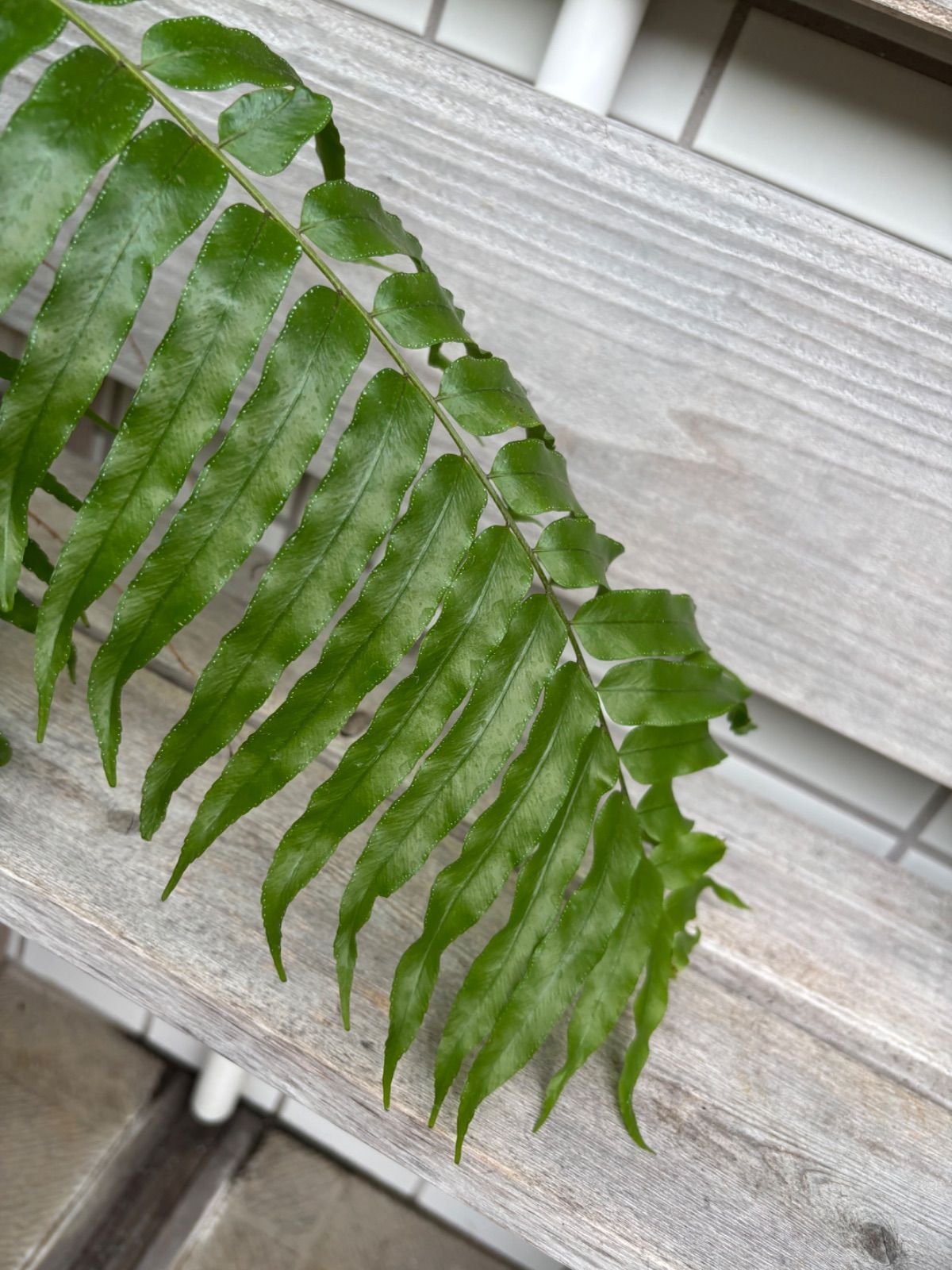 ホウビカンジュ 鳳尾貫衆 - メルカリ