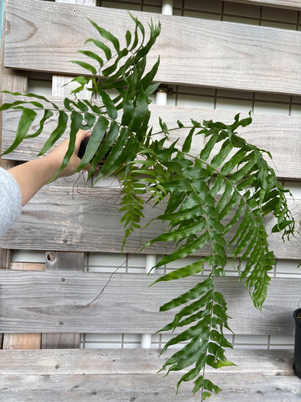 特大　鳳尾貫衆　ホウビカンジュ ホウビカンジュ 鳳尾貫衆 - メルカリ