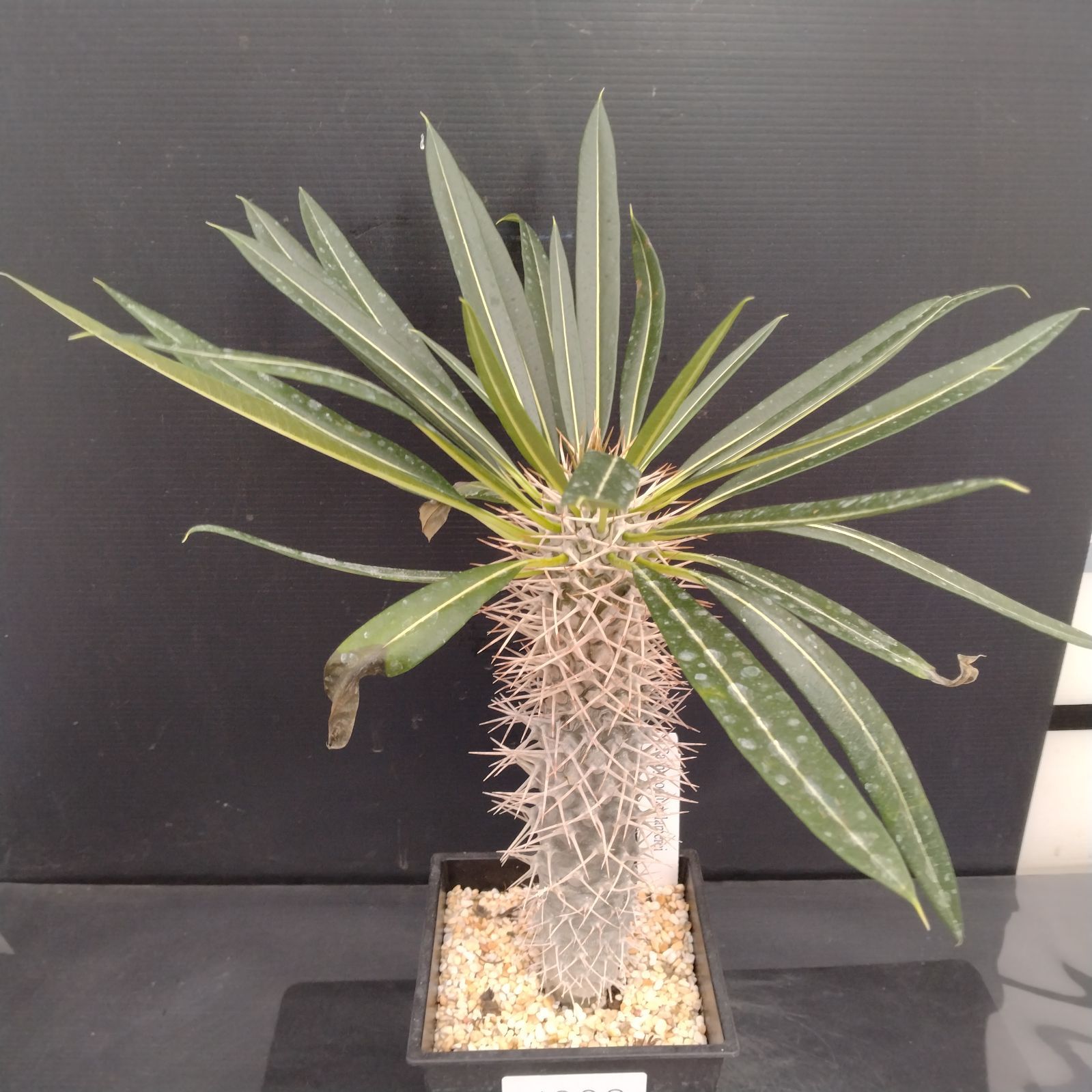 H008【新入荷！】パキポディウム ラメリー（鉢植え）【多肉植物T