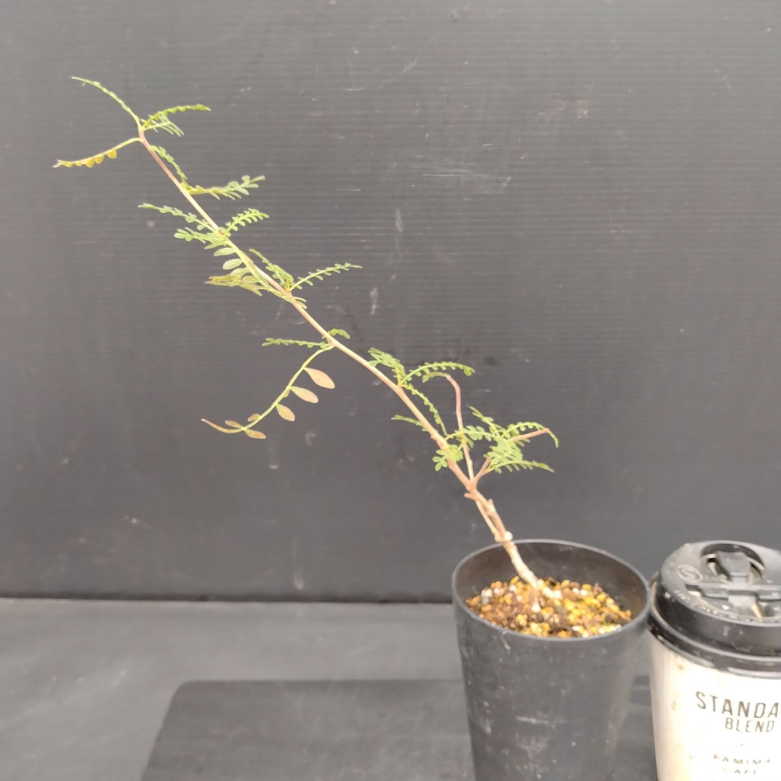 H013【自社養生株】オペルクリカリア ヒファエノイデス（実生・発根株