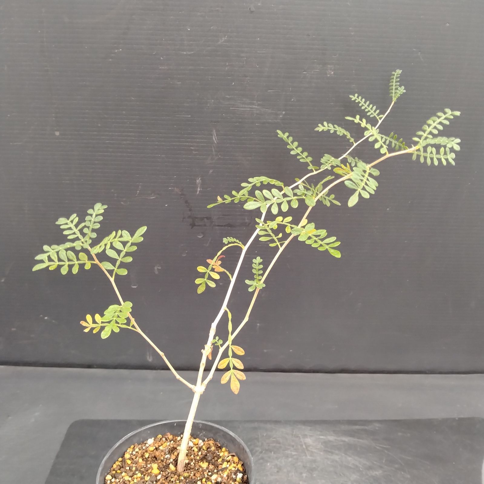 H014【自社養生株】オペルクリカリア ヒファエノイデス（実生・発根株