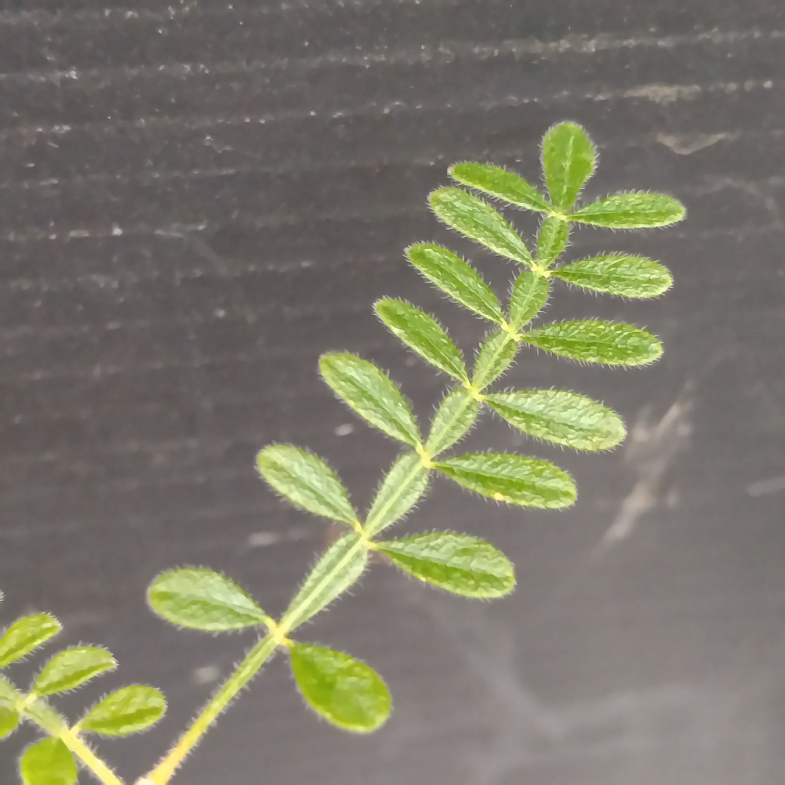 塊根植物　オペルクリカリア　ヒファエノイデス　大株 オペルクリカリア ヒファエノイデス 【 灌木系の希少種！塊根部も