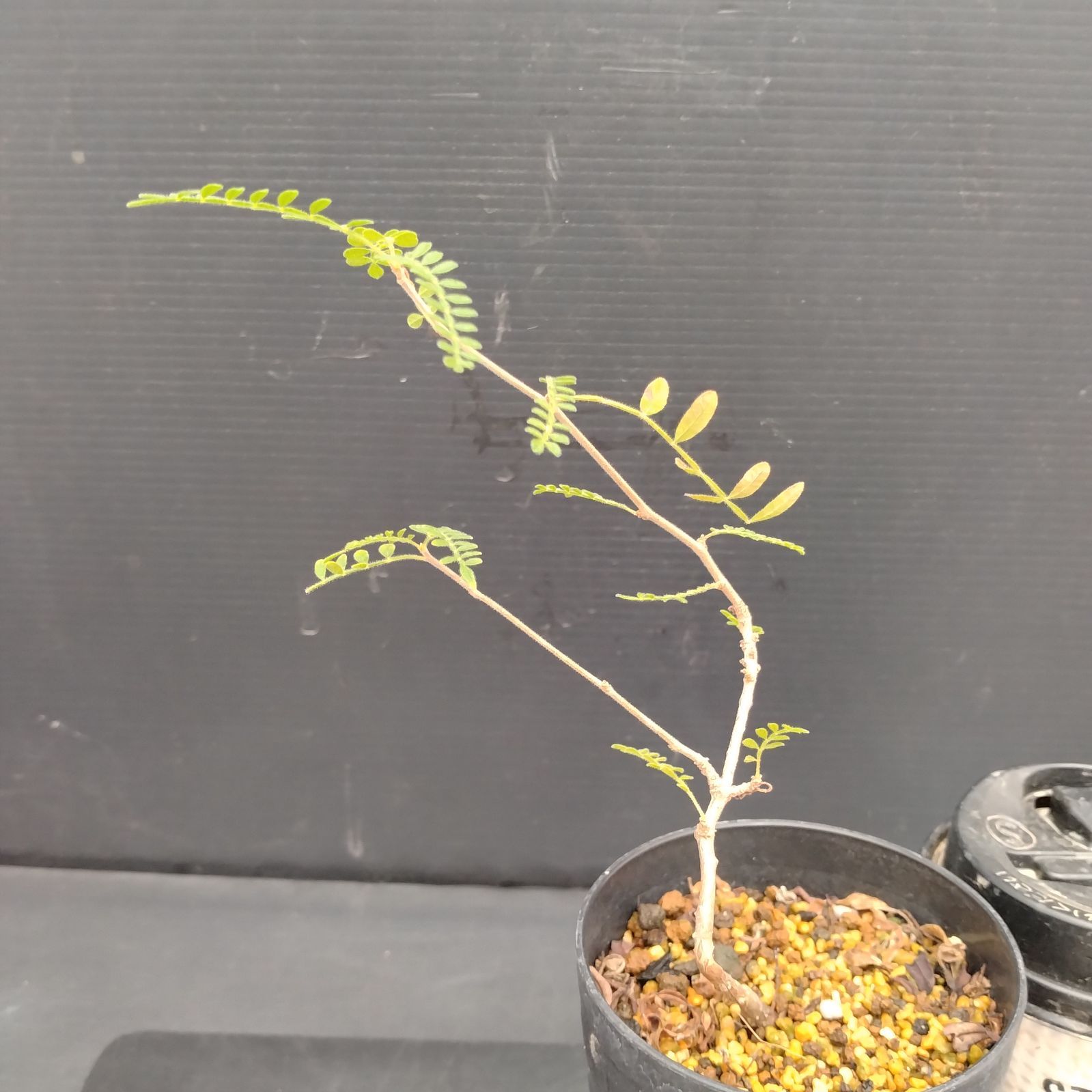 H015【自社養生株】オペルクリカリア ヒファエノイデス（実生・発根株