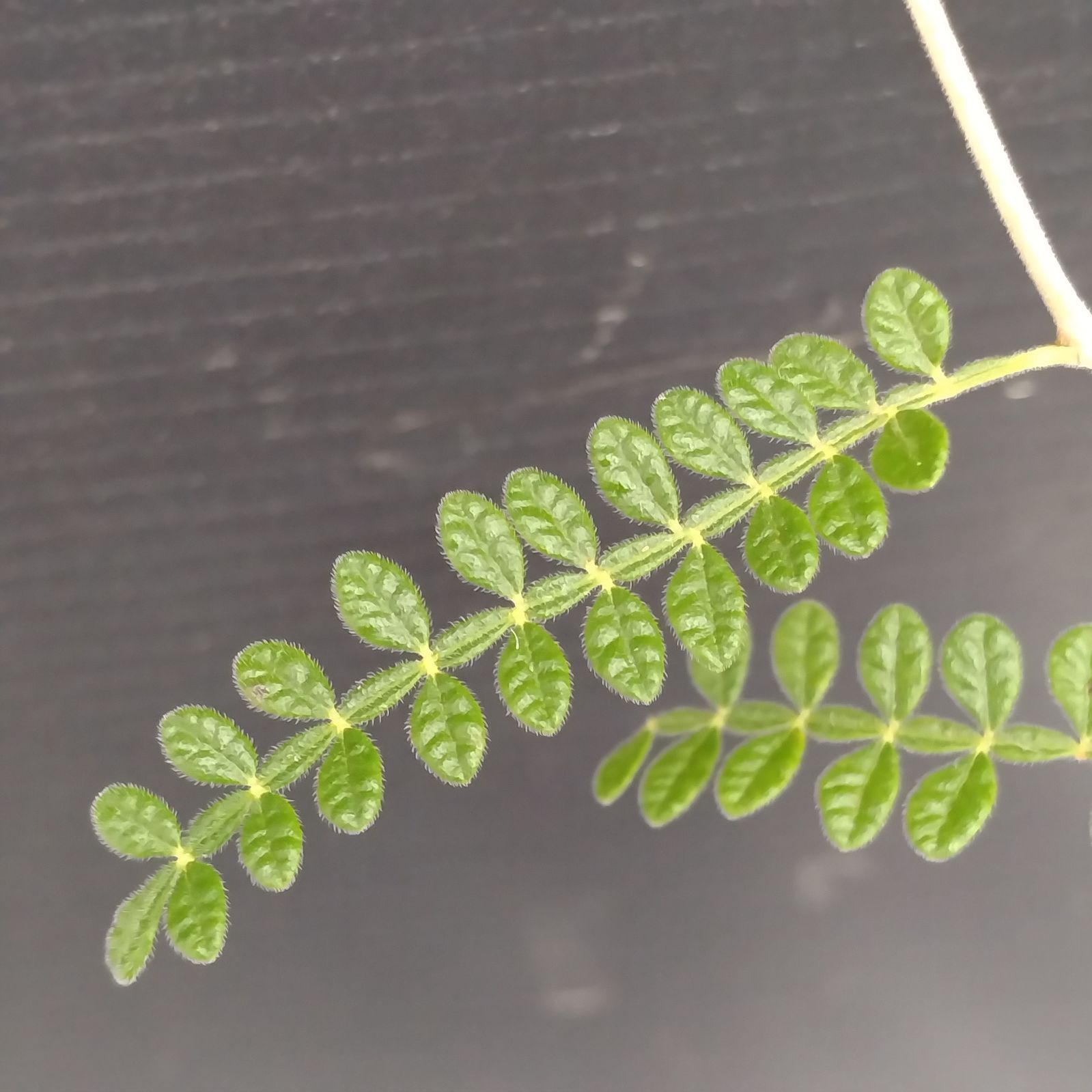 塊根植物　オペルクリカリア　ヒファエノイデス　大株 オペルクリカリア ヒファエノイデス 【 灌木系の希少種！塊根部も