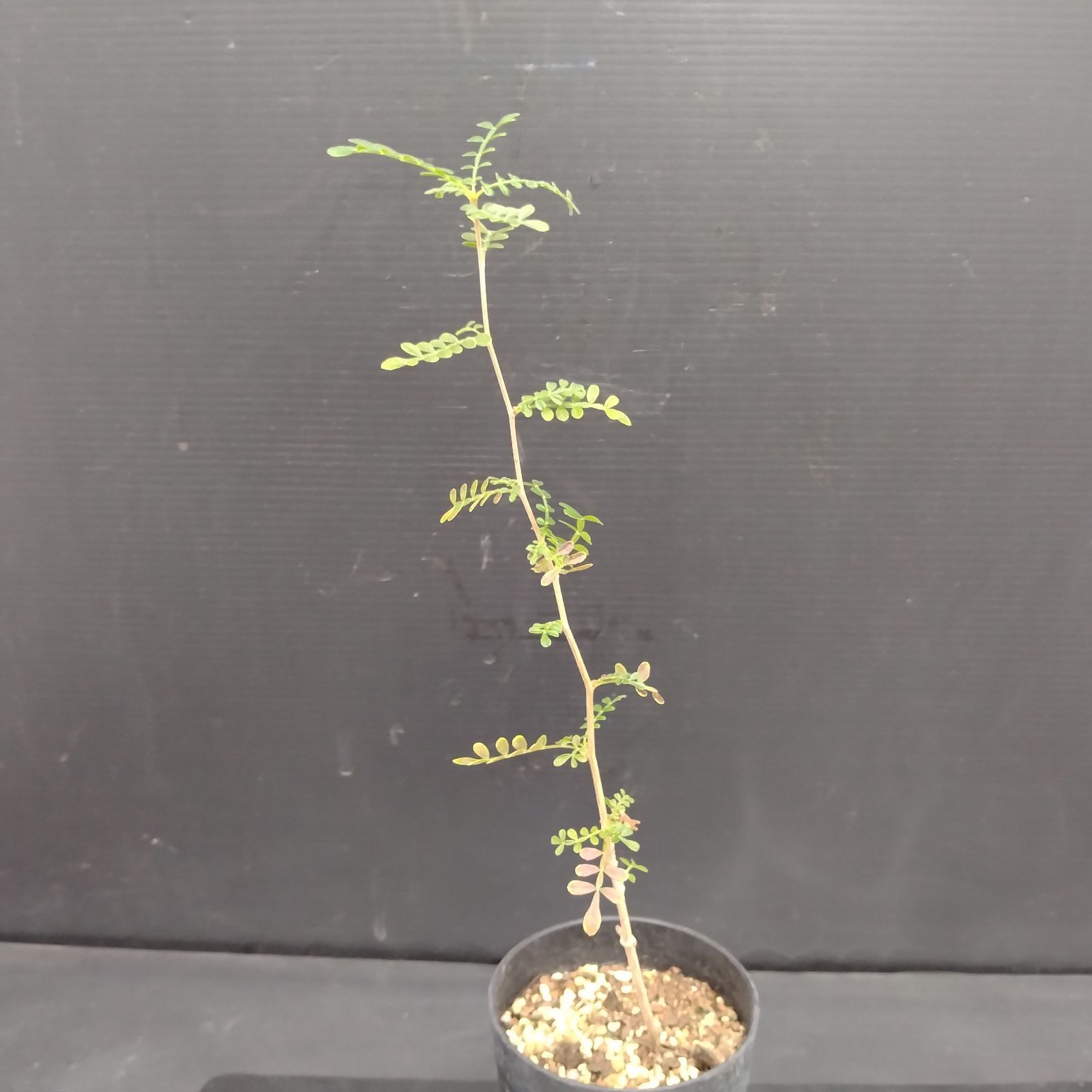 H017【自社養生株】オペルクリカリア ヒファエノイデス（実生・発根株