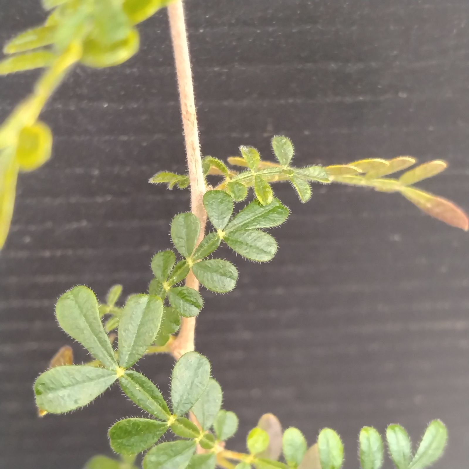 塊根植物　オペルクリカリア　ヒファエノイデス　大株 オペルクリカリア ヒファエノイデス 【 灌木系の希少種！塊根部も