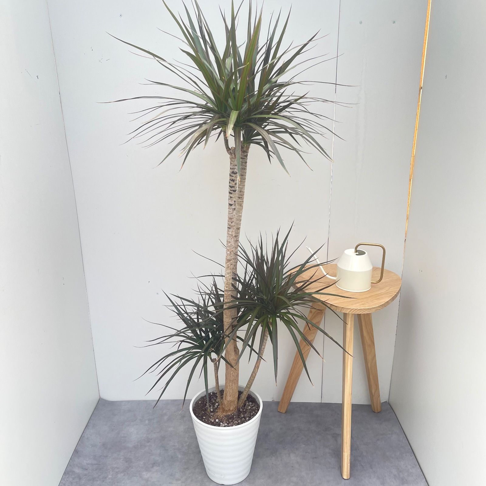 ドラセナ コンシンネ マジェンタ 2【現品】観葉植物 室内 大型 - メルカリ