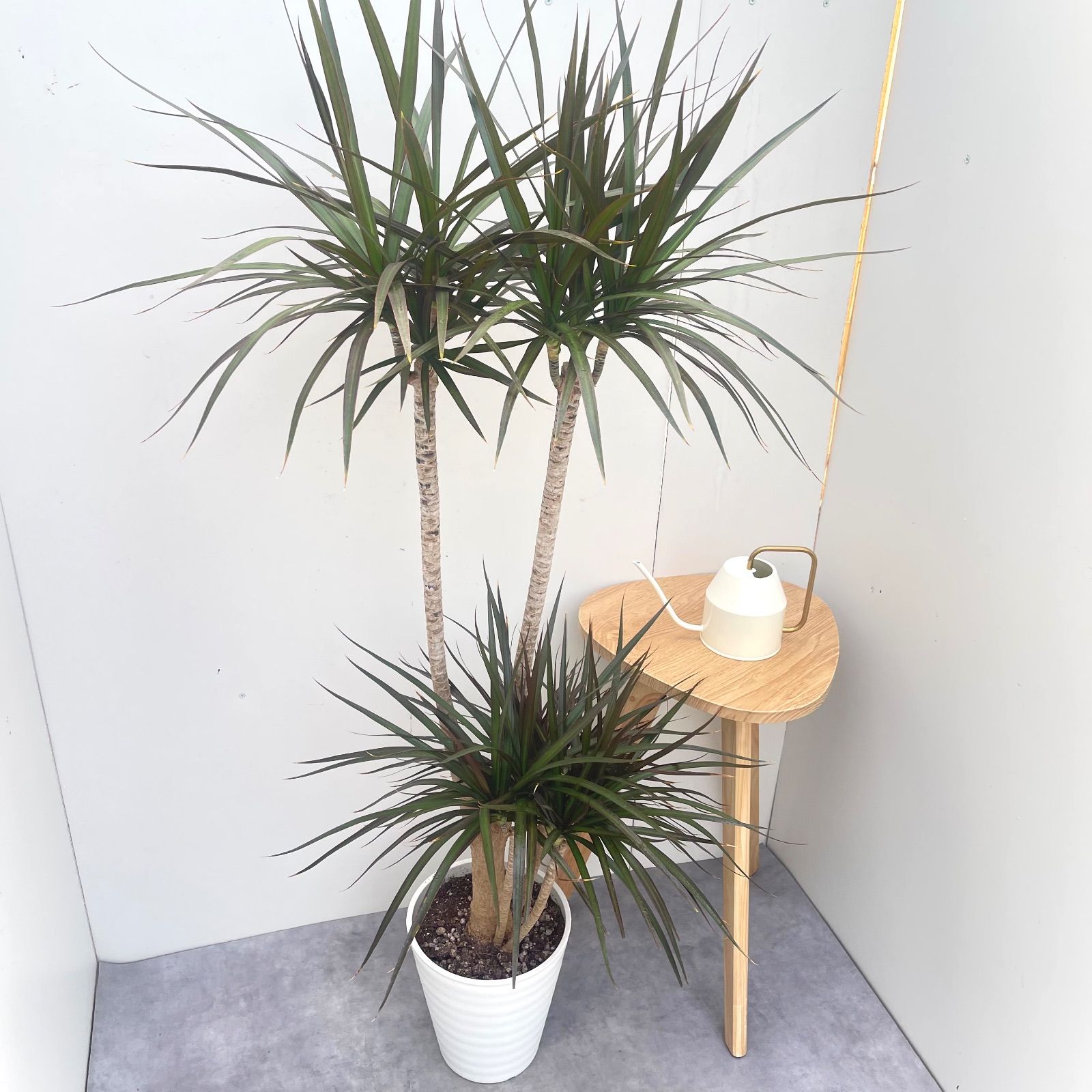 ドラセナ コンシンネ マジェンタ 2【現品】観葉植物 室内 大型 - メルカリ