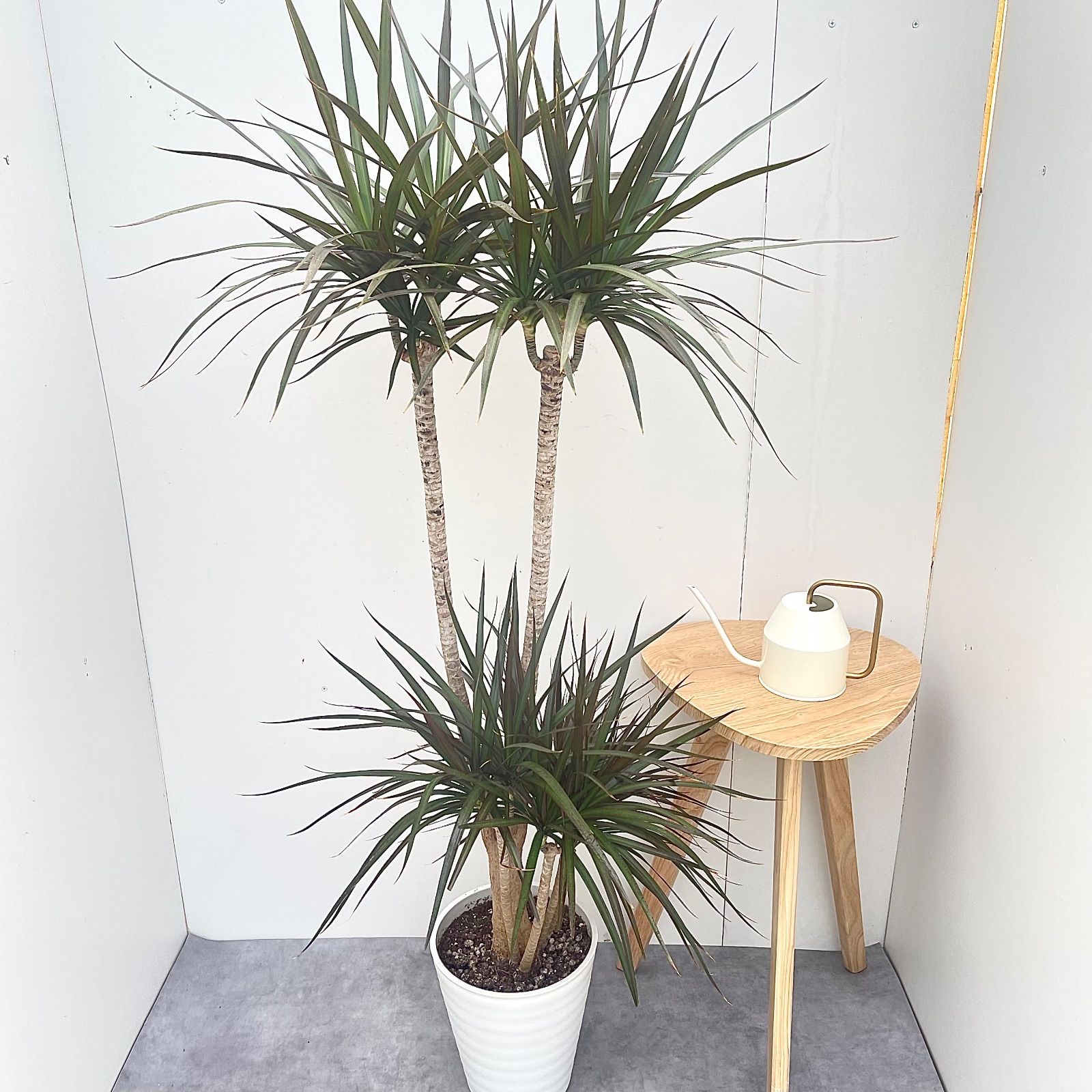 ［現品］17番　ドラセナコンシンネ　マジェンタ　観葉植物　室内　8号　かっこいい 現品］60番 ドラセナ コンシンネ マジェンタ 8号 観葉植物 室内 大型