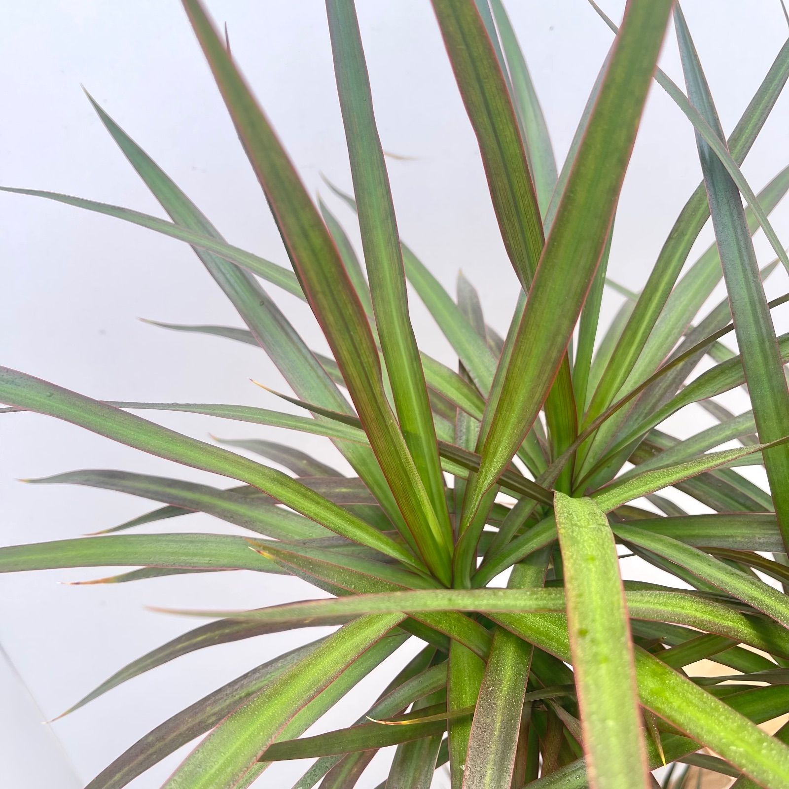 ドラセナ コンシンネ マジェンタ 2【現品】観葉植物 室内 大型 - メルカリ