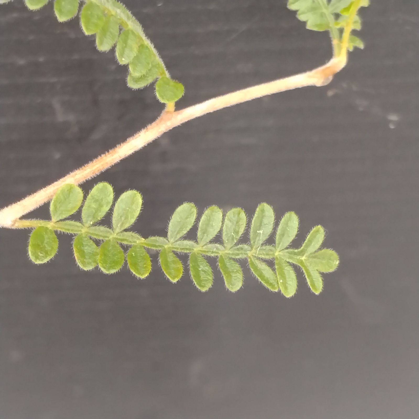 H018【自社養生株】オペルクリカリア ヒファエノイデス（実生・発根株