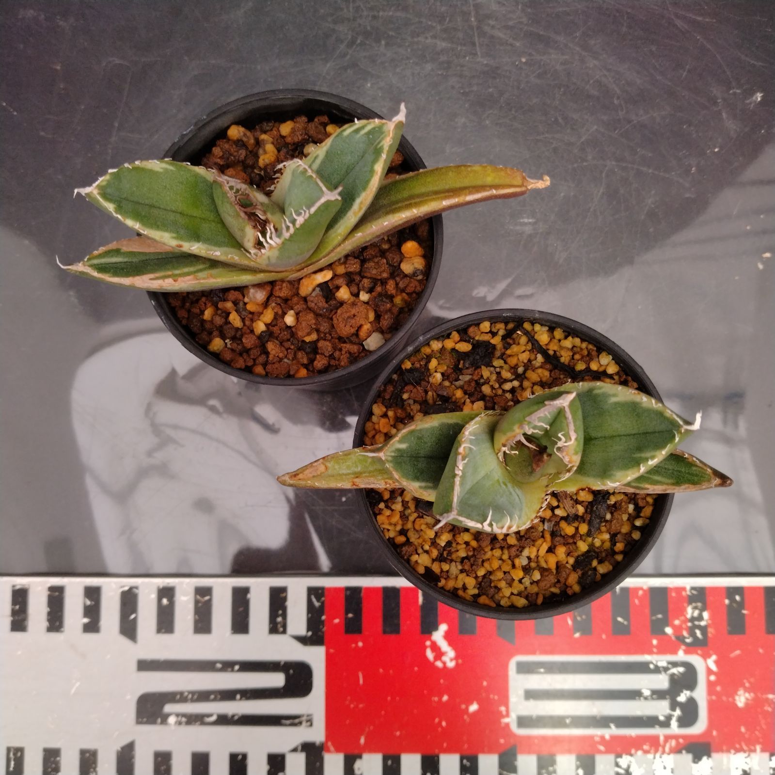 H023【自社養生株】アガベチタノタ南アフリカダイヤモンド（斑入り） 2