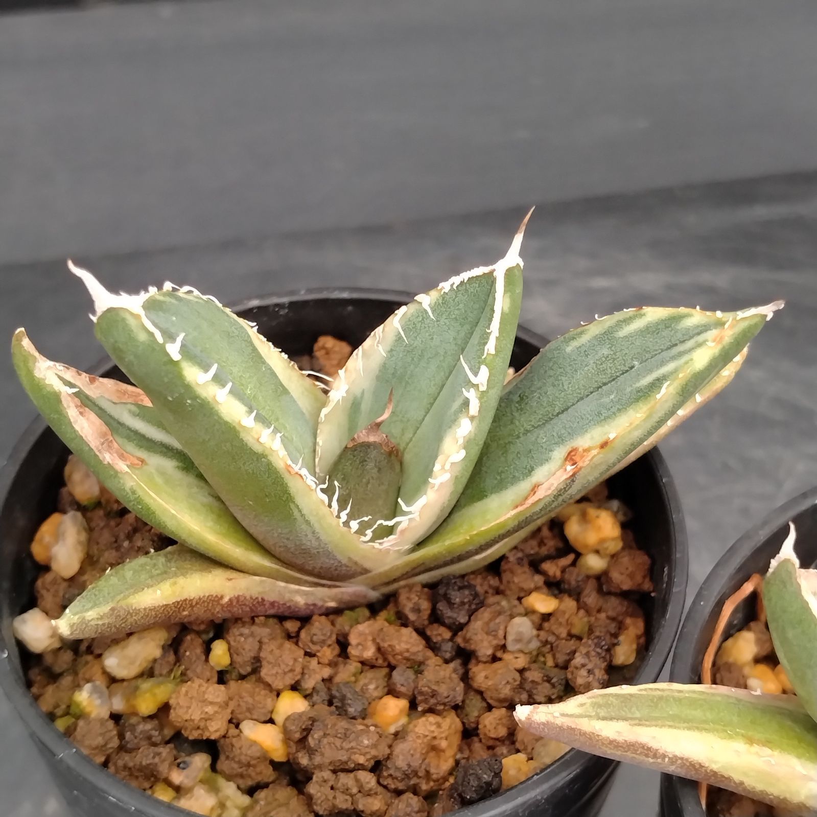 H024【自社養生株】アガベチタノタ南アフリカダイヤモンド（斑入り） 2