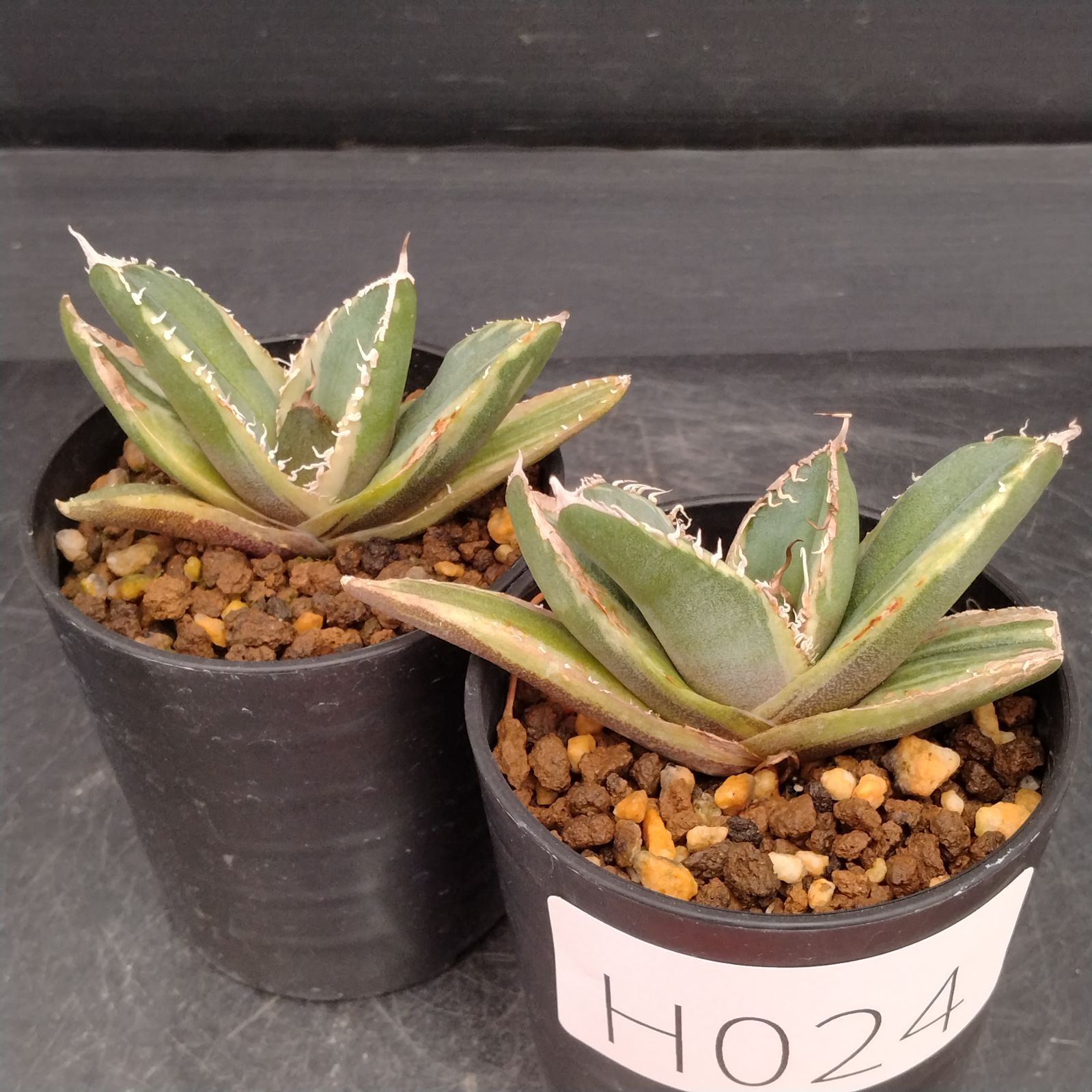 H024【自社養生株】アガベチタノタ南アフリカダイヤモンド（斑入り） 2