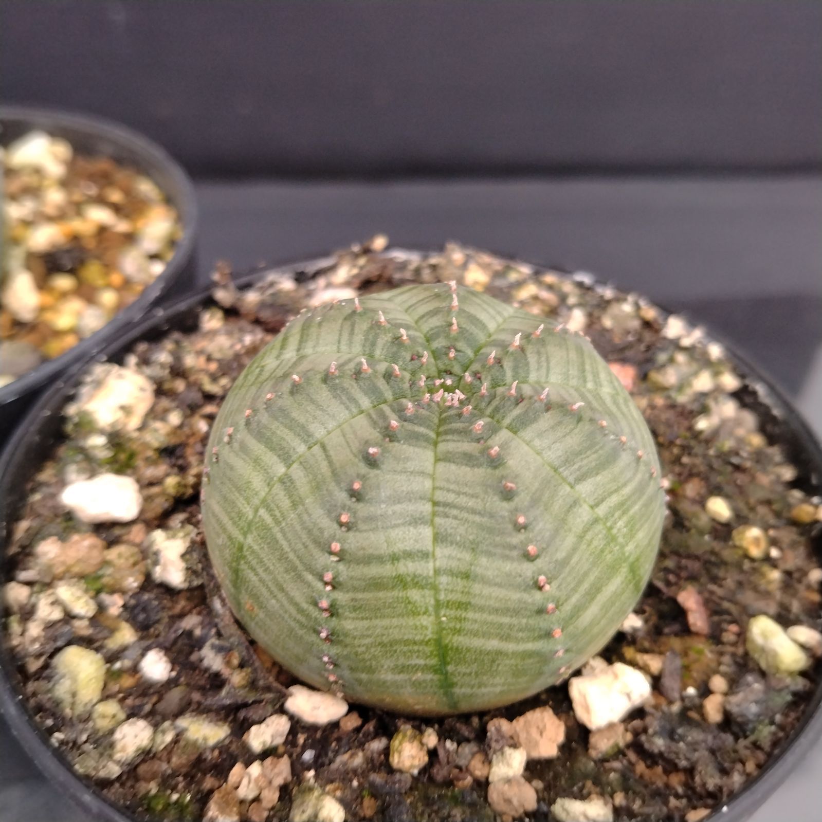 H027【自社養生株】ユーフォルビア オベサ 2株セット（実生・発根株