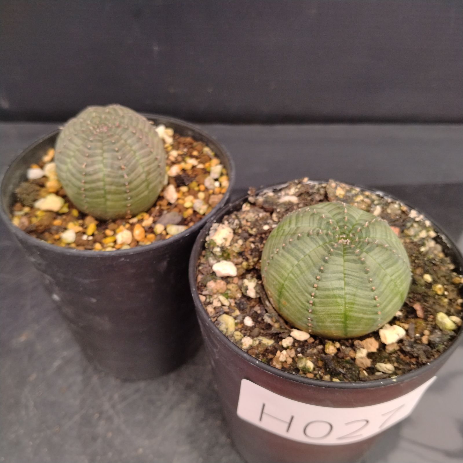 H027【自社養生株】ユーフォルビア オベサ 2株セット（実生・発根株