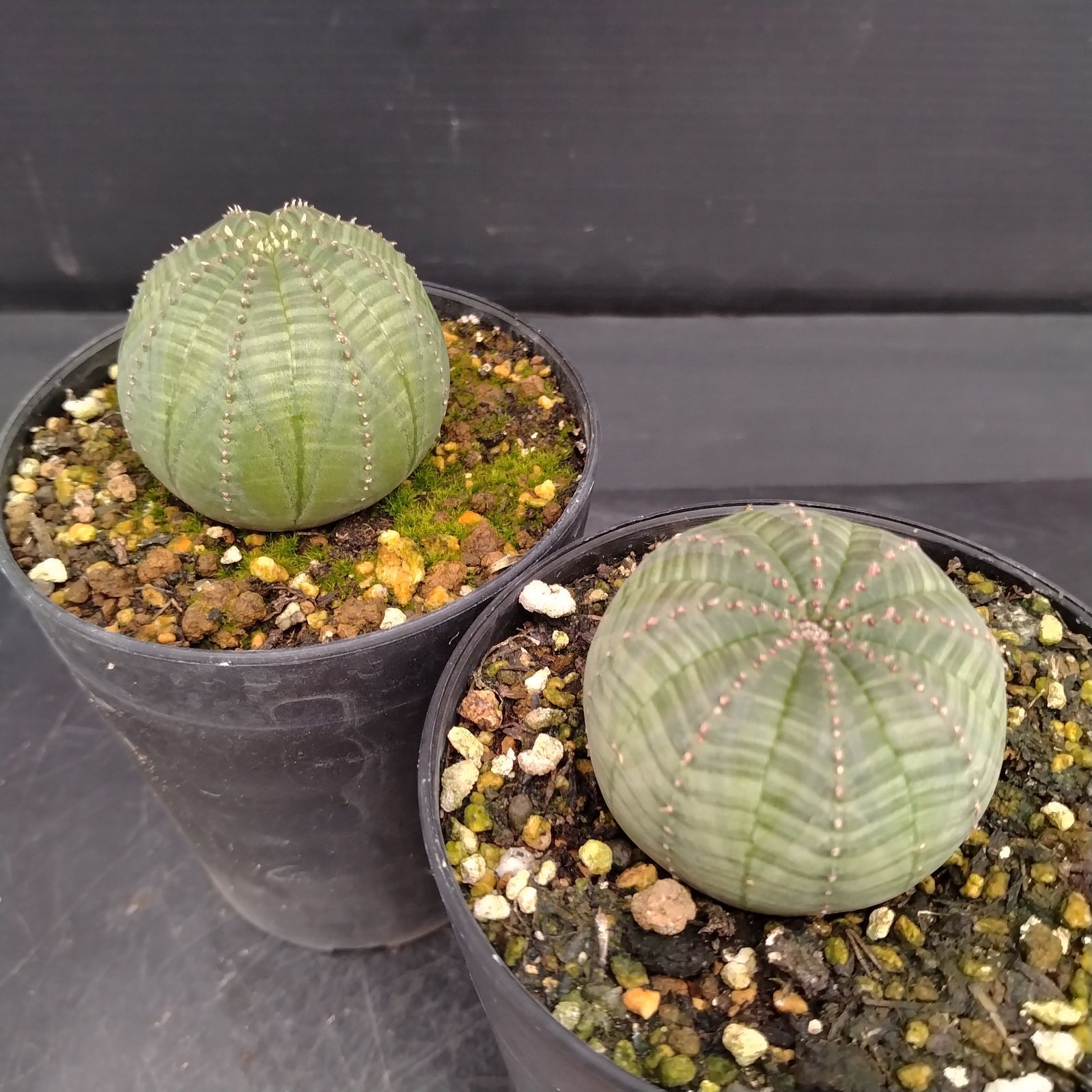 H028【自社養生株】ユーフォルビア オベサ 2株セット（実生・発根株