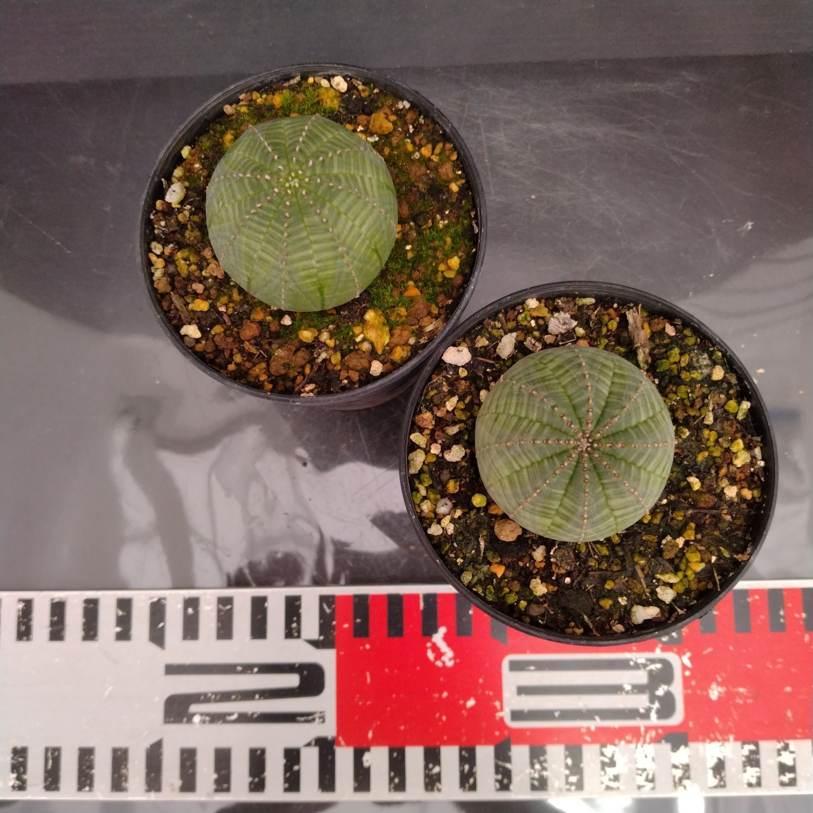 H028【自社養生株】ユーフォルビア オベサ 2株セット（実生・発根株