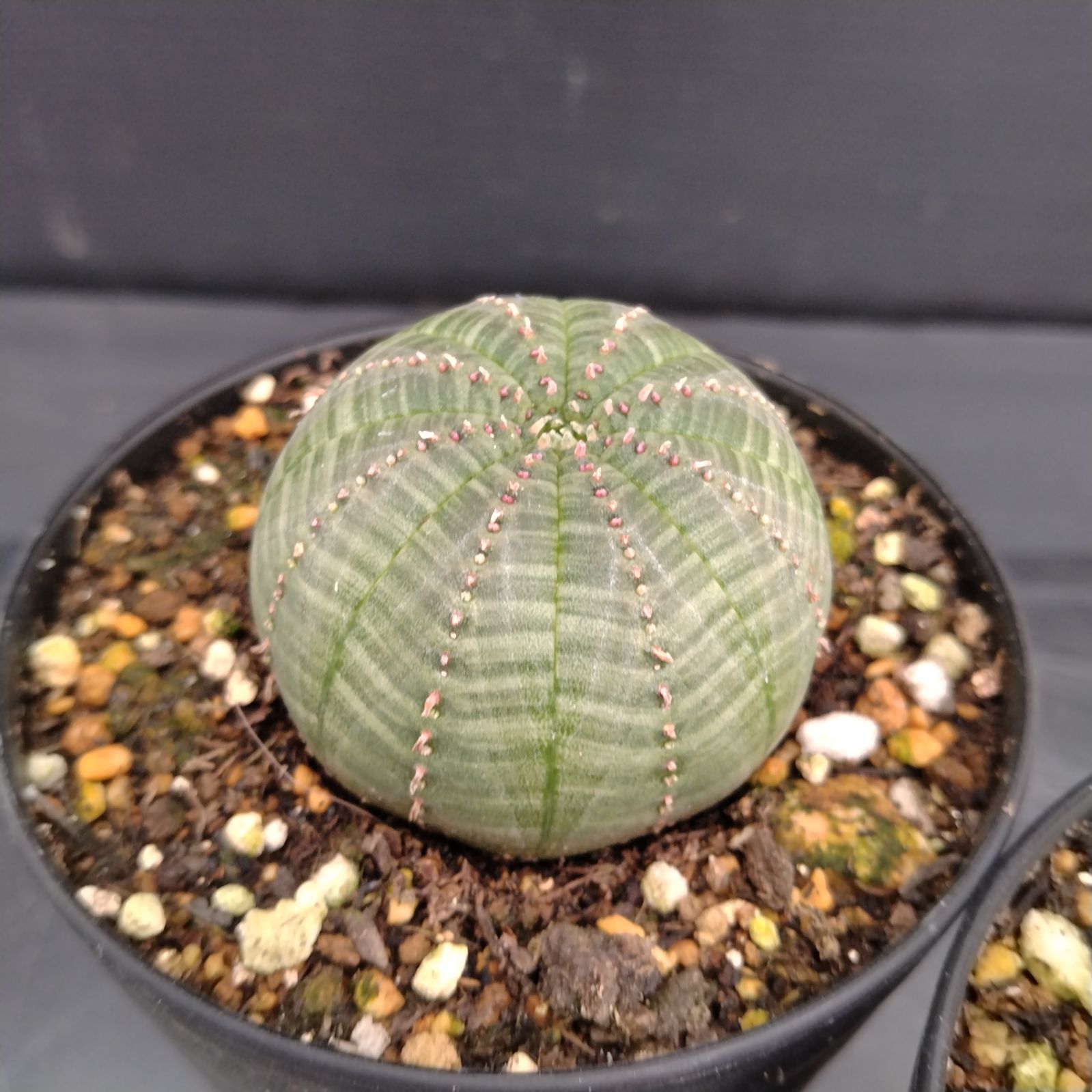 H029【自社養生株】ユーフォルビア オベサ 2株セット（実生・発根株