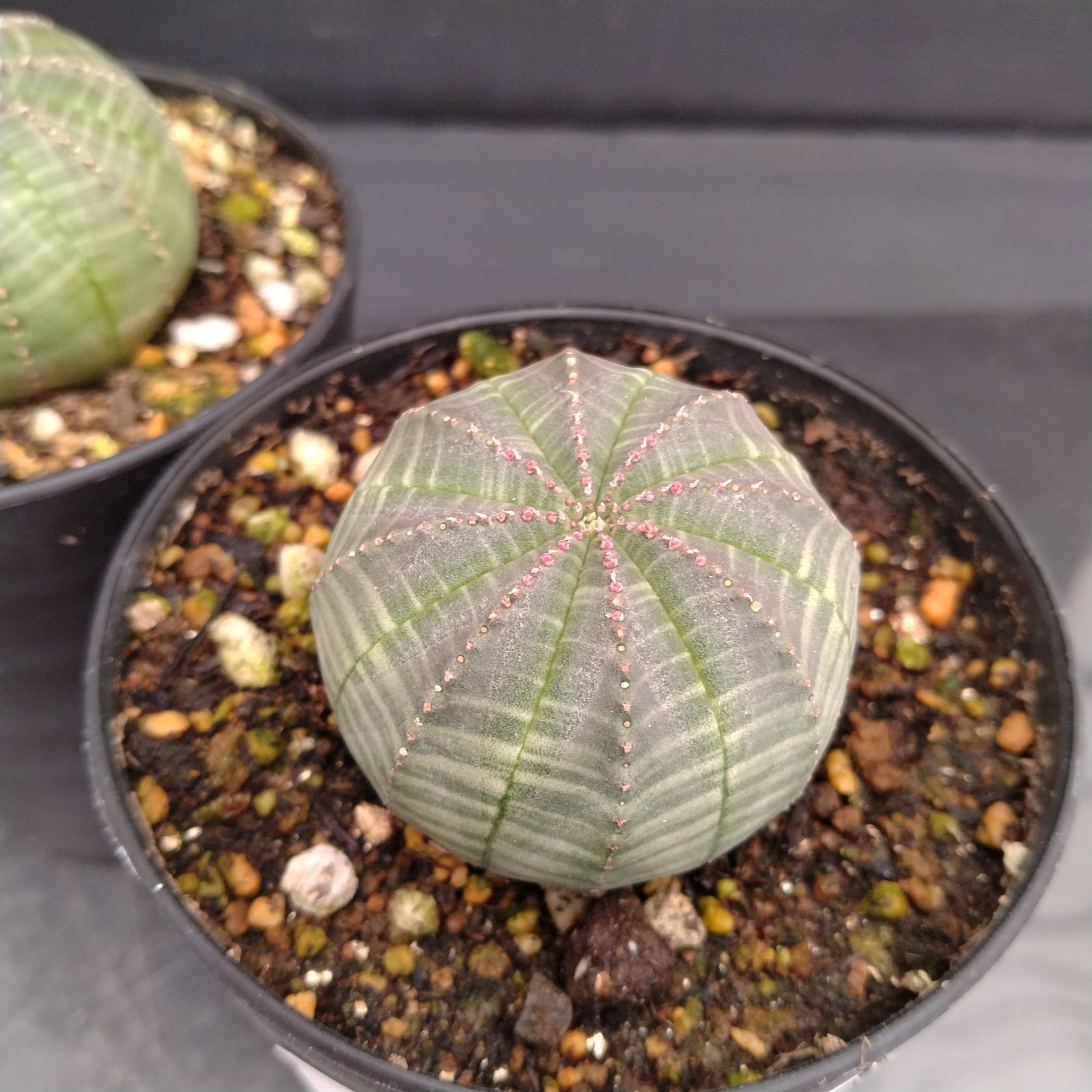 H029【自社養生株】ユーフォルビア オベサ 2株セット（実生・発根株